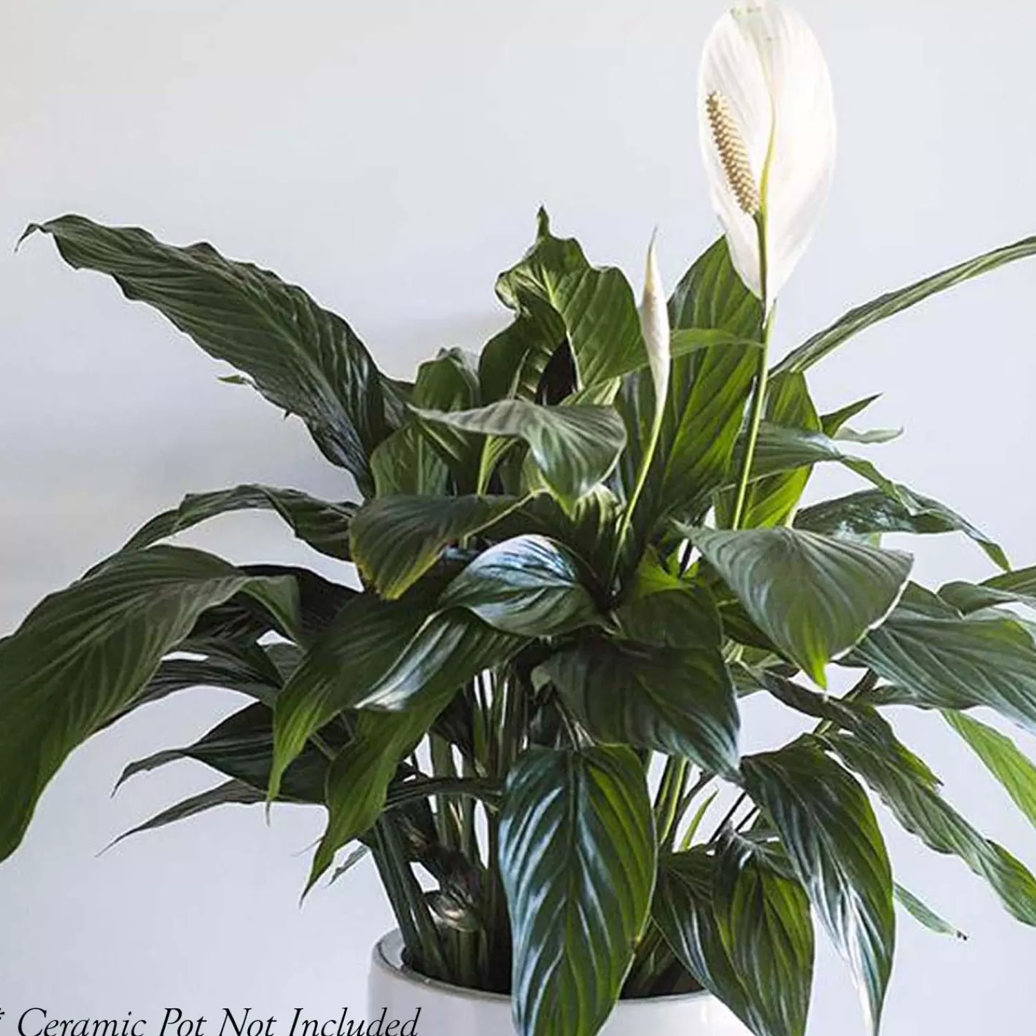 Peace Lily - Spathiphyllum 'Pablo' - 8In>Roger's Gardens Cheap