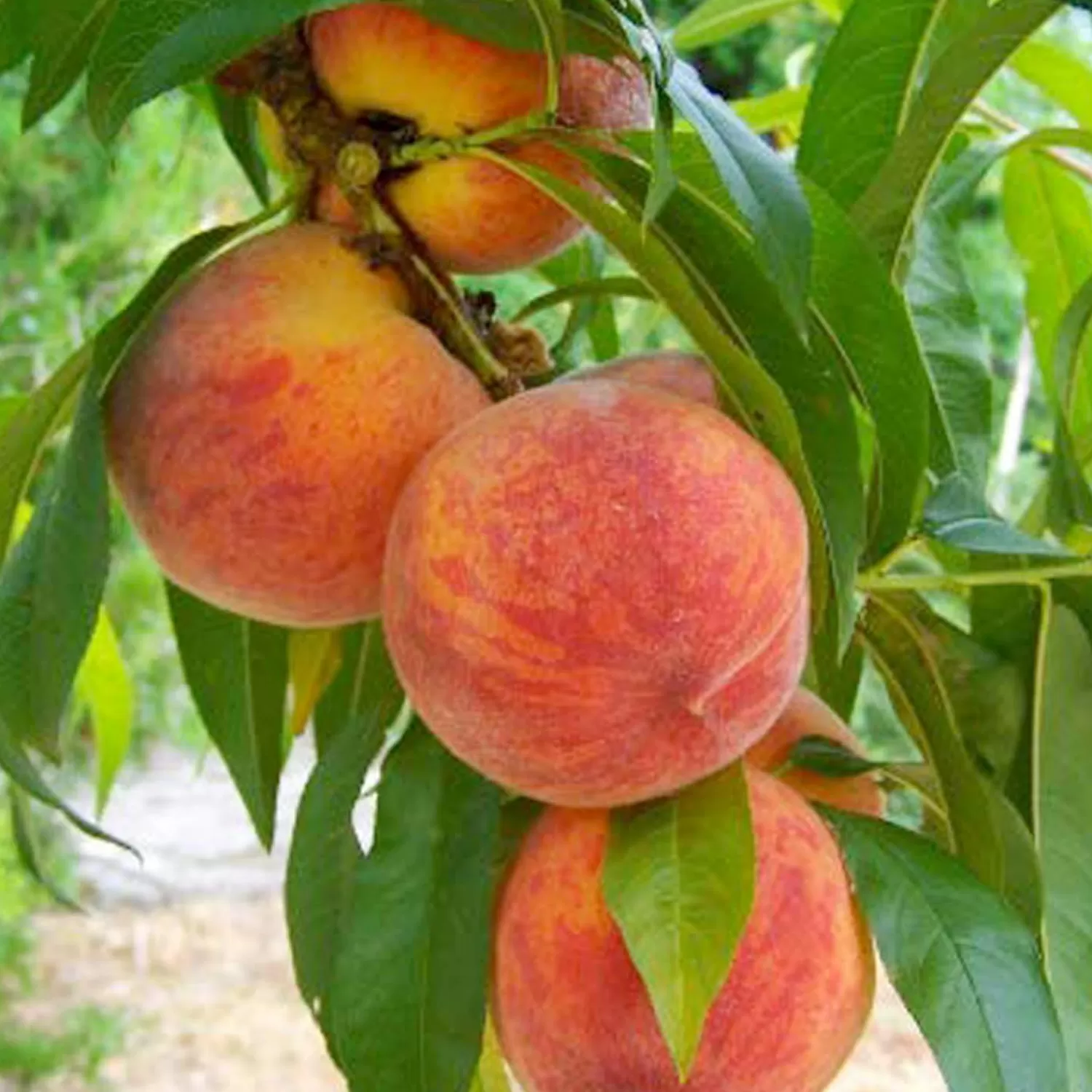 Peach 'August Pride' - Semi-Dwarf - #15 Gallon>Roger's Gardens Sale