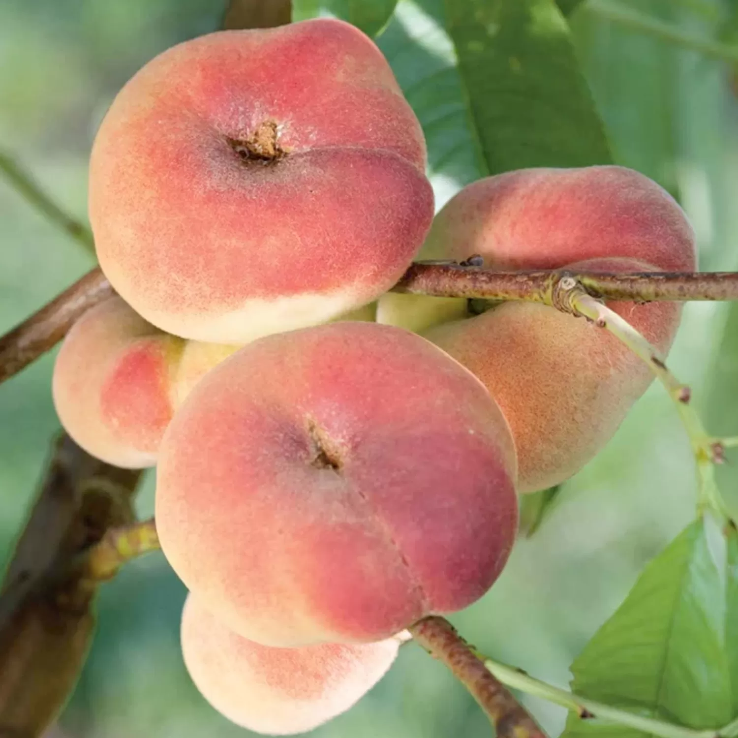 Peach 'Donut' (Stark Saturn)' - Semi-Dwarf - 24" Box>Roger's Gardens Discount