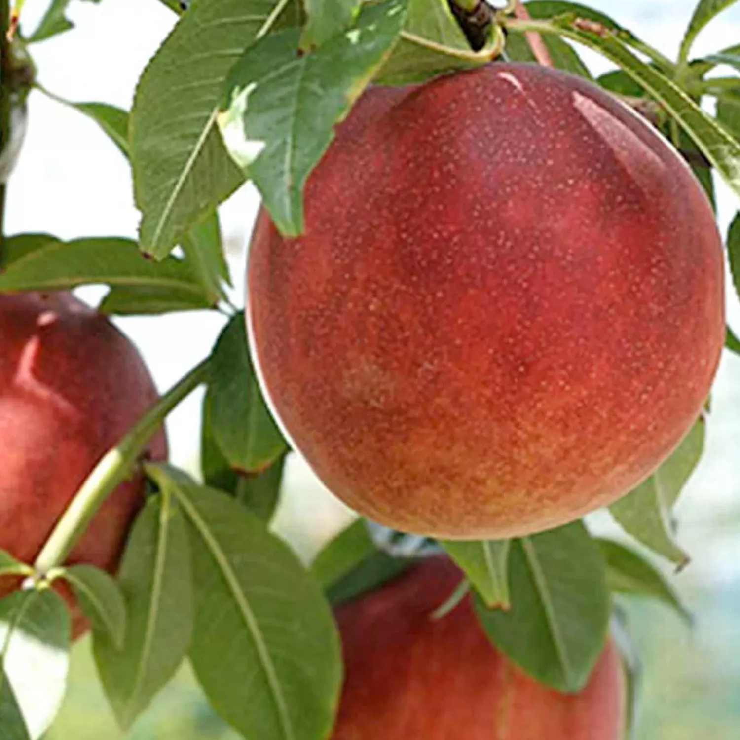 Peach 'July Elberta' - Semi-Dwarf - 24" Box>Roger's Gardens Flash Sale