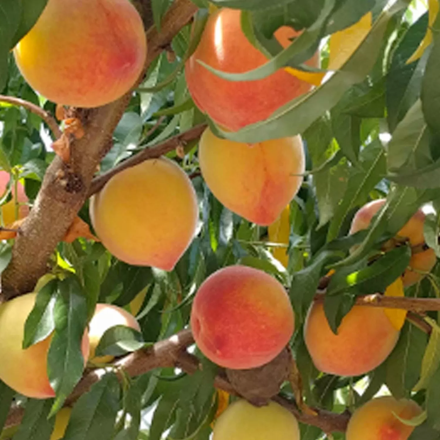 Peach 'Mid-Pride' - Mid-Pride Peach - 5 Gallon>Roger's Gardens Outlet