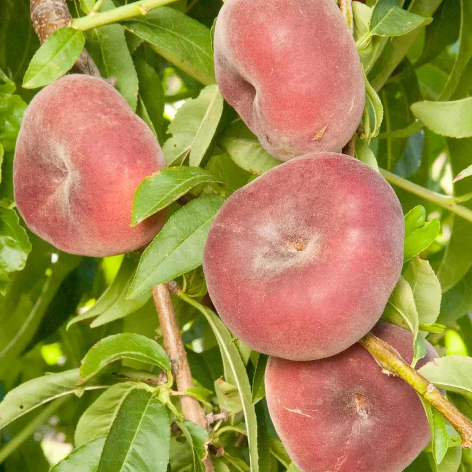 Peach 'sauzee Swirl White' - Semi-Dwarf - #5 Gallon>Roger's Gardens Sale