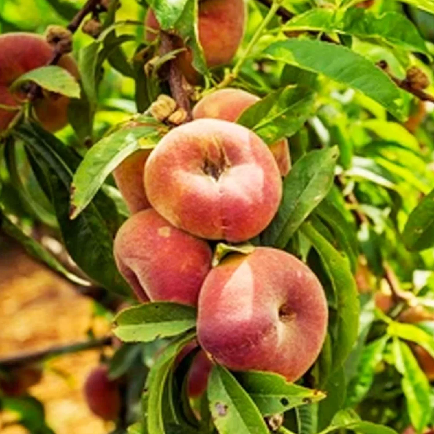 Peach 'stark Saturn' Semi Dwarf - #5 Gallon>Roger's Gardens Best