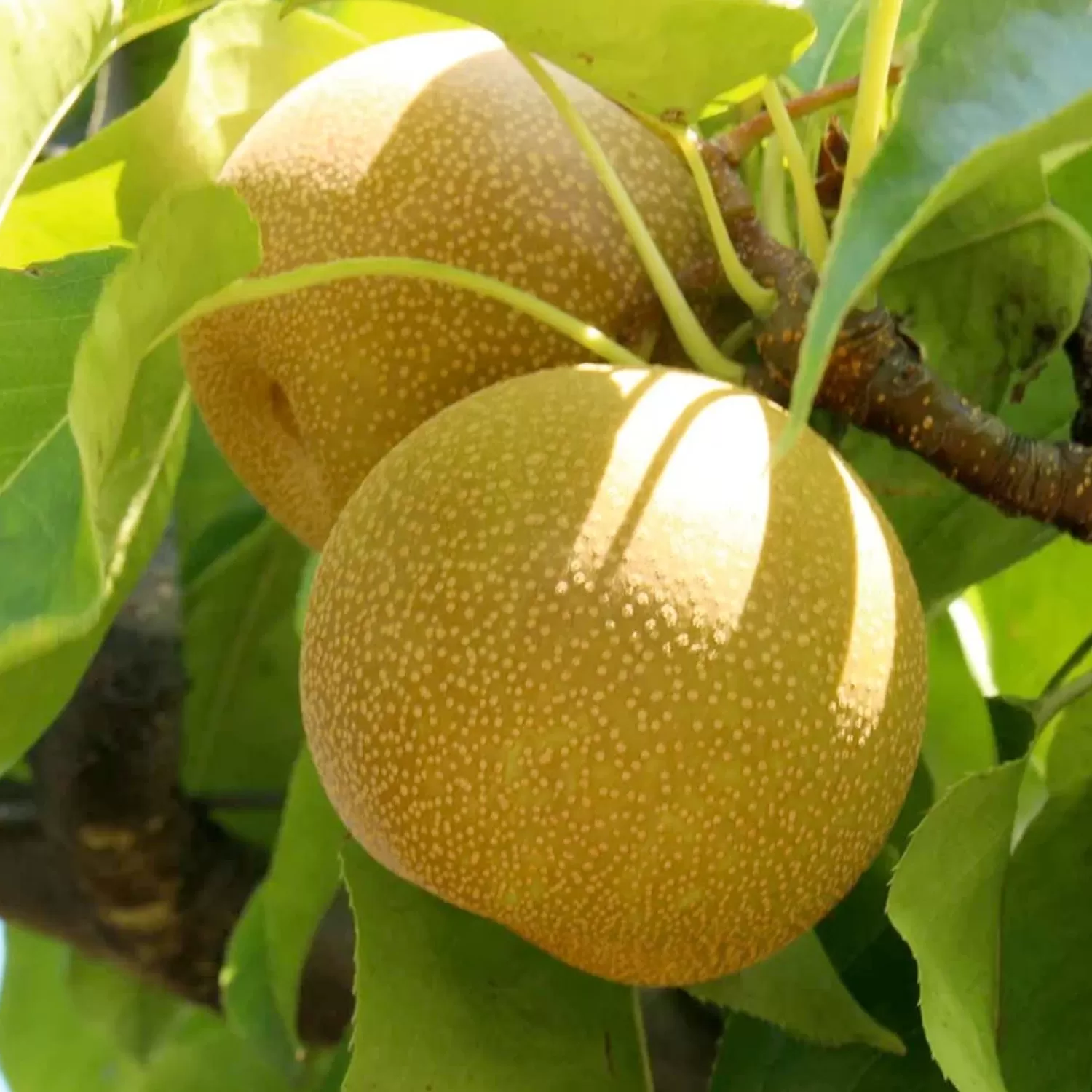 Pear 'Asian 20Th Century' - Semi-Dwarf - #15 Gallon>Roger's Gardens New