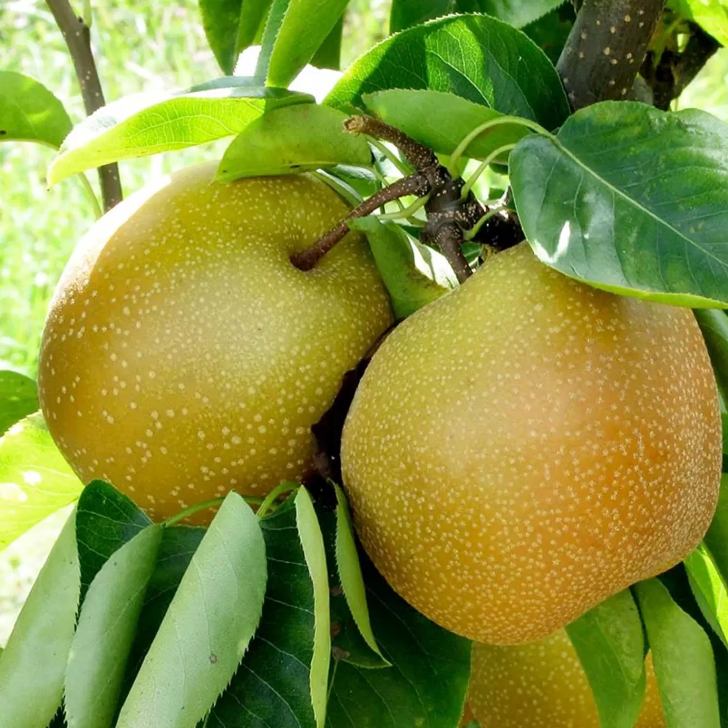 Pear 'Asian Shinseiki' - #5 Gallon>Roger's Gardens Online