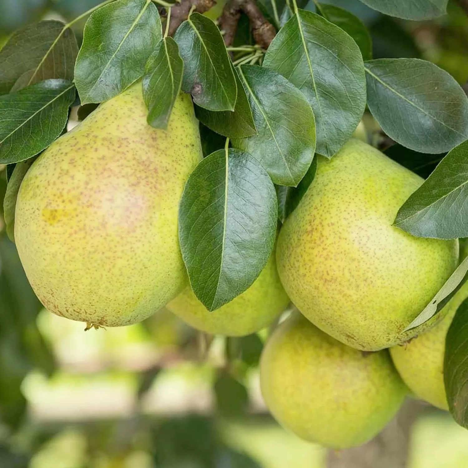 Pear 'Hood' - Semi-Dwarf - #5 Gallon>Roger's Gardens Outlet