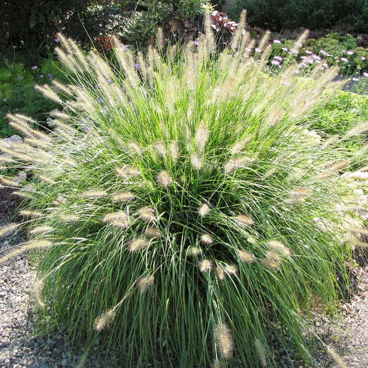 Pennisetum 'Hameln' - Dwarf Fountain Grass - 2 Gallon>Roger's Gardens Outlet