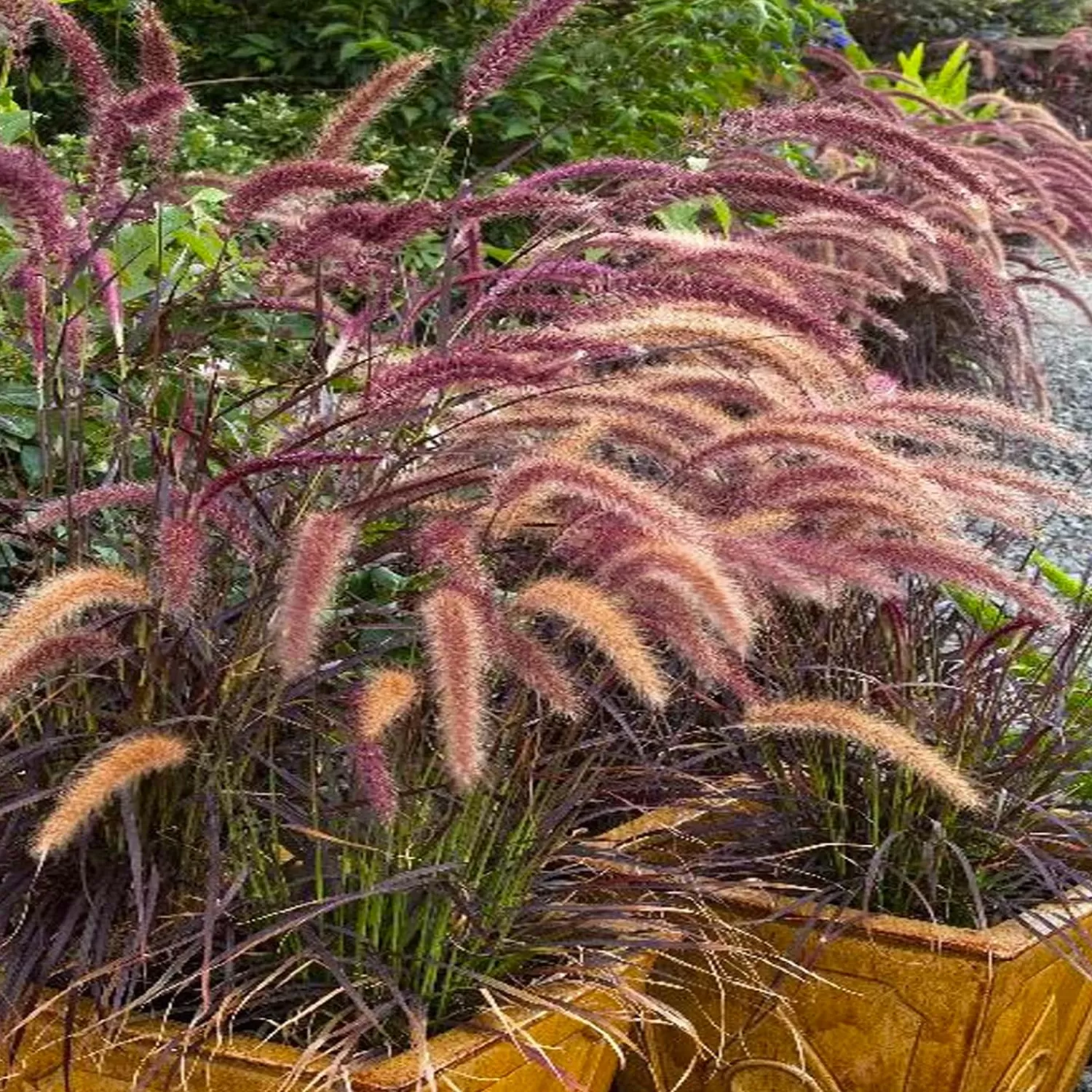 Pennisetum Setaceum 'Rubrum' - Purple Fountain Grass - 5 Gallon>Roger's Gardens Discount