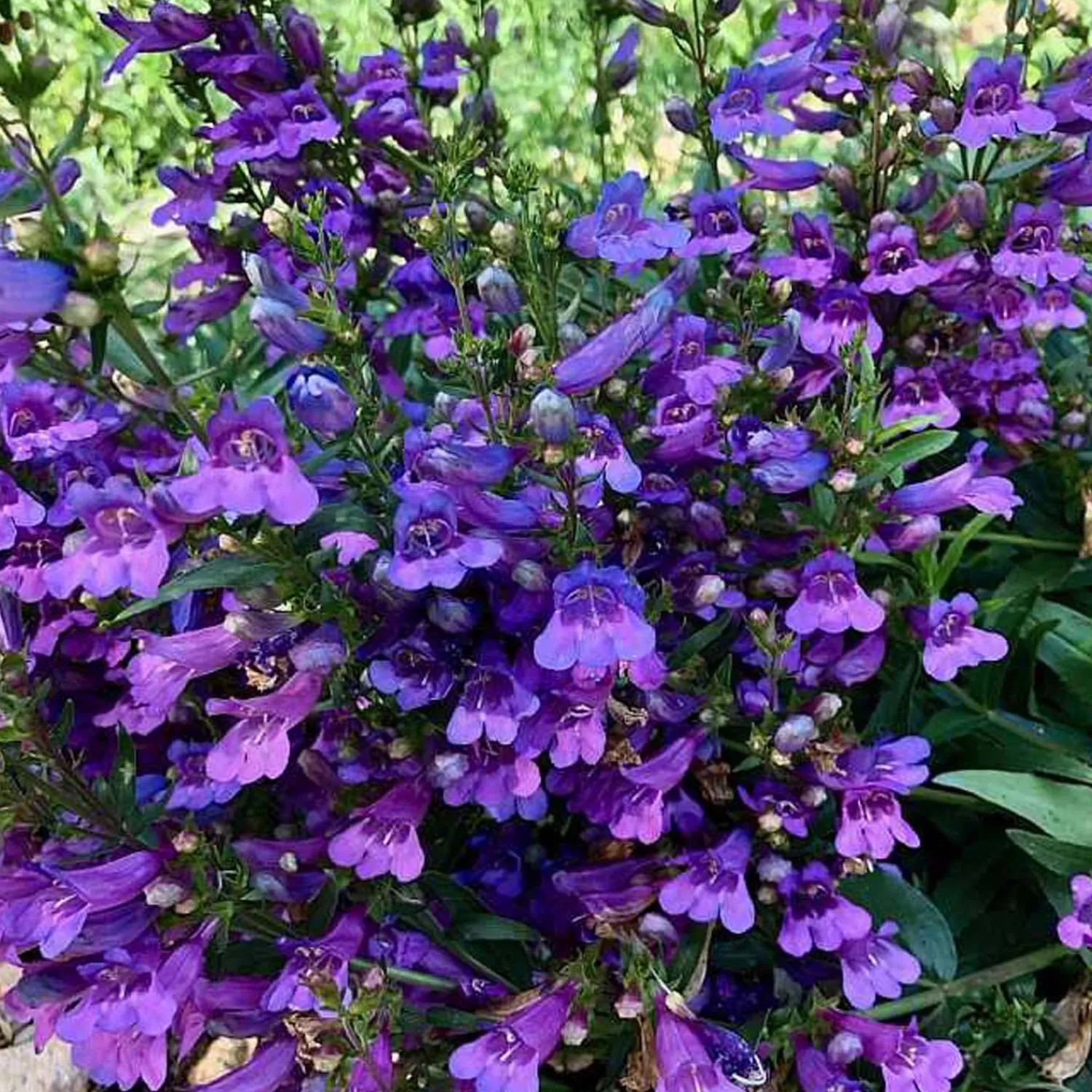 Penstemon 'Catherine Mare' - Catherine Mare Penstemon - 1 Gallon>Roger's Gardens Flash Sale