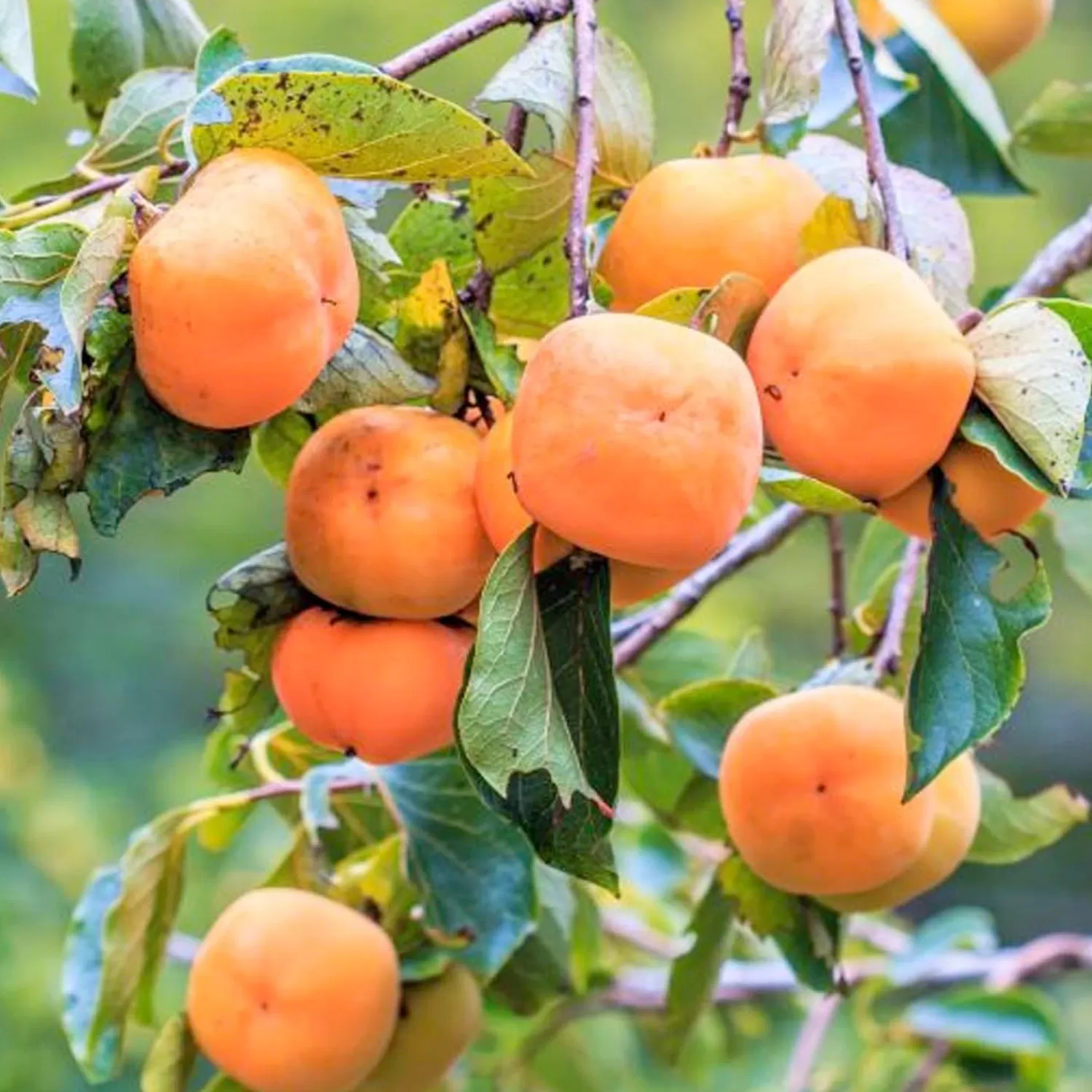 Persimmon 'Fuyu - Jiro' - #5 Gallon>Roger's Gardens Fashion