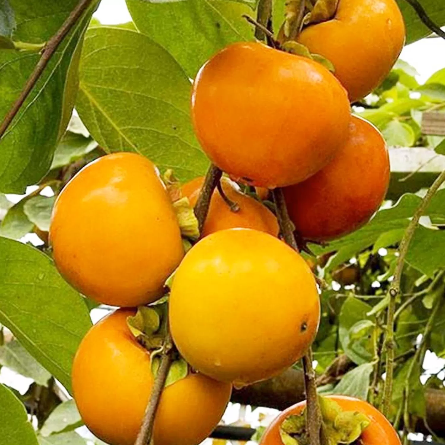 Persimmon 'Giant Fuyu' - #5 Gallon>Roger's Gardens Best