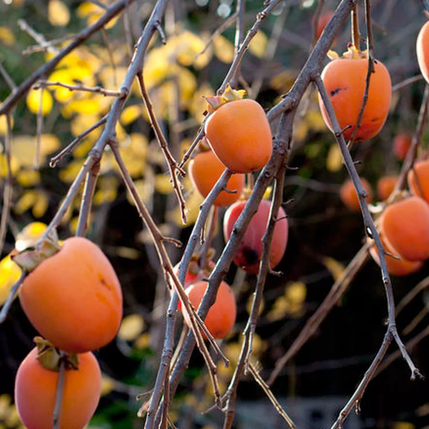 Persimmon 'Hachiya' - #5 Gallon>Roger's Gardens Cheap