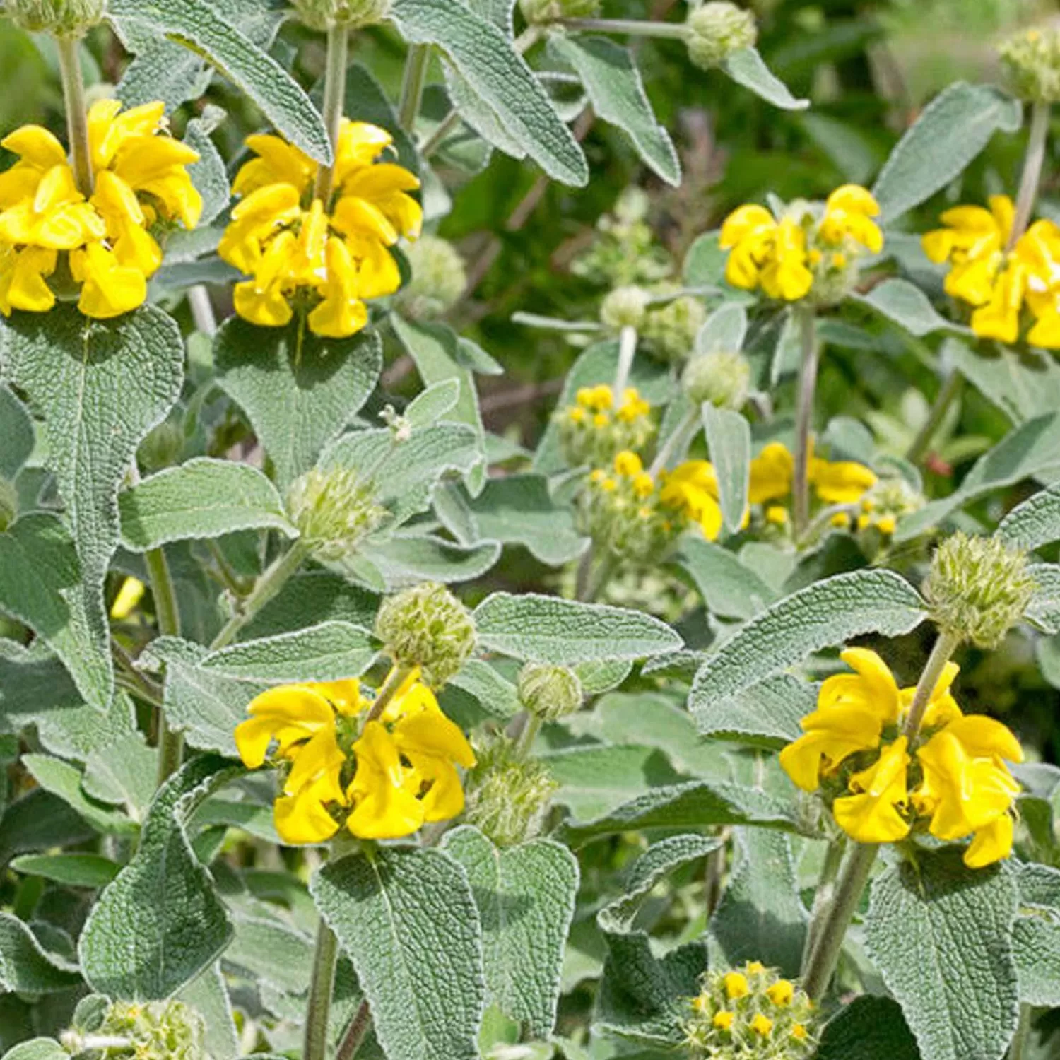 Phlomis Fruticosa>Roger's Gardens Best