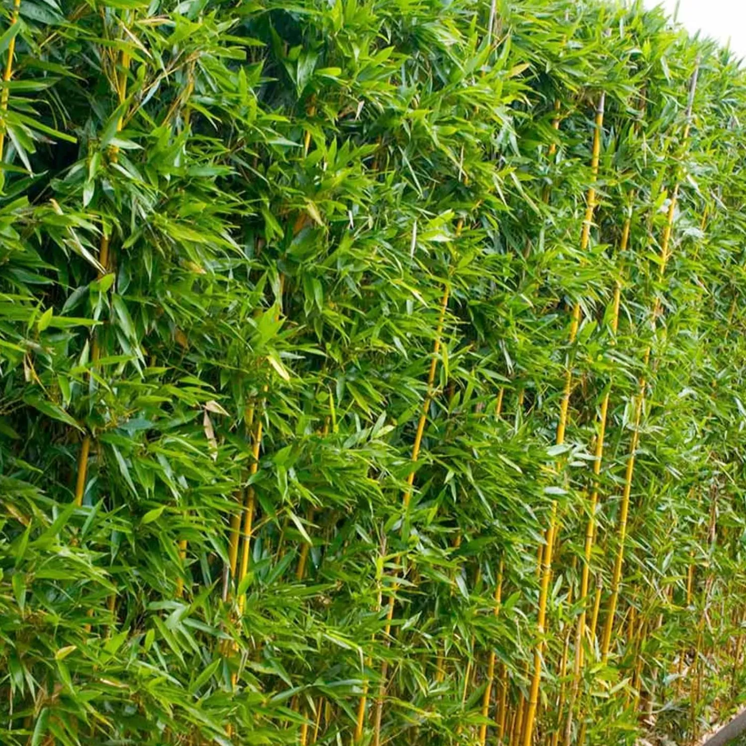 Phyllostachys Aurea - Golden Bamboo - 5 Gallon>Roger's Gardens Cheap