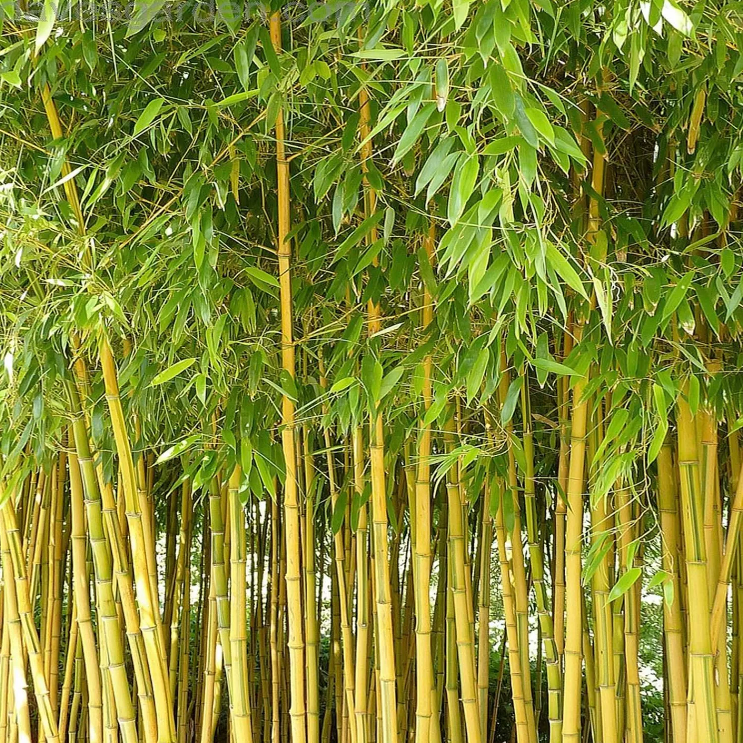 Phyllostachys Aureosulcata - Yellow Groove Bamboo - 10 Gallon>Roger's Gardens New