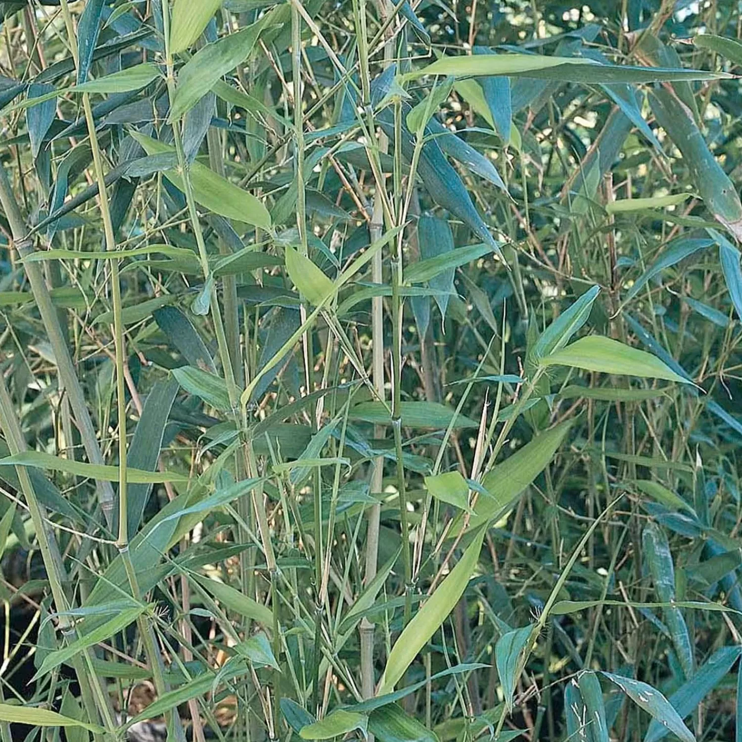 Phyllostachys Bissettii - Bissett Bamboo - 5 Gallon>Roger's Gardens Cheap