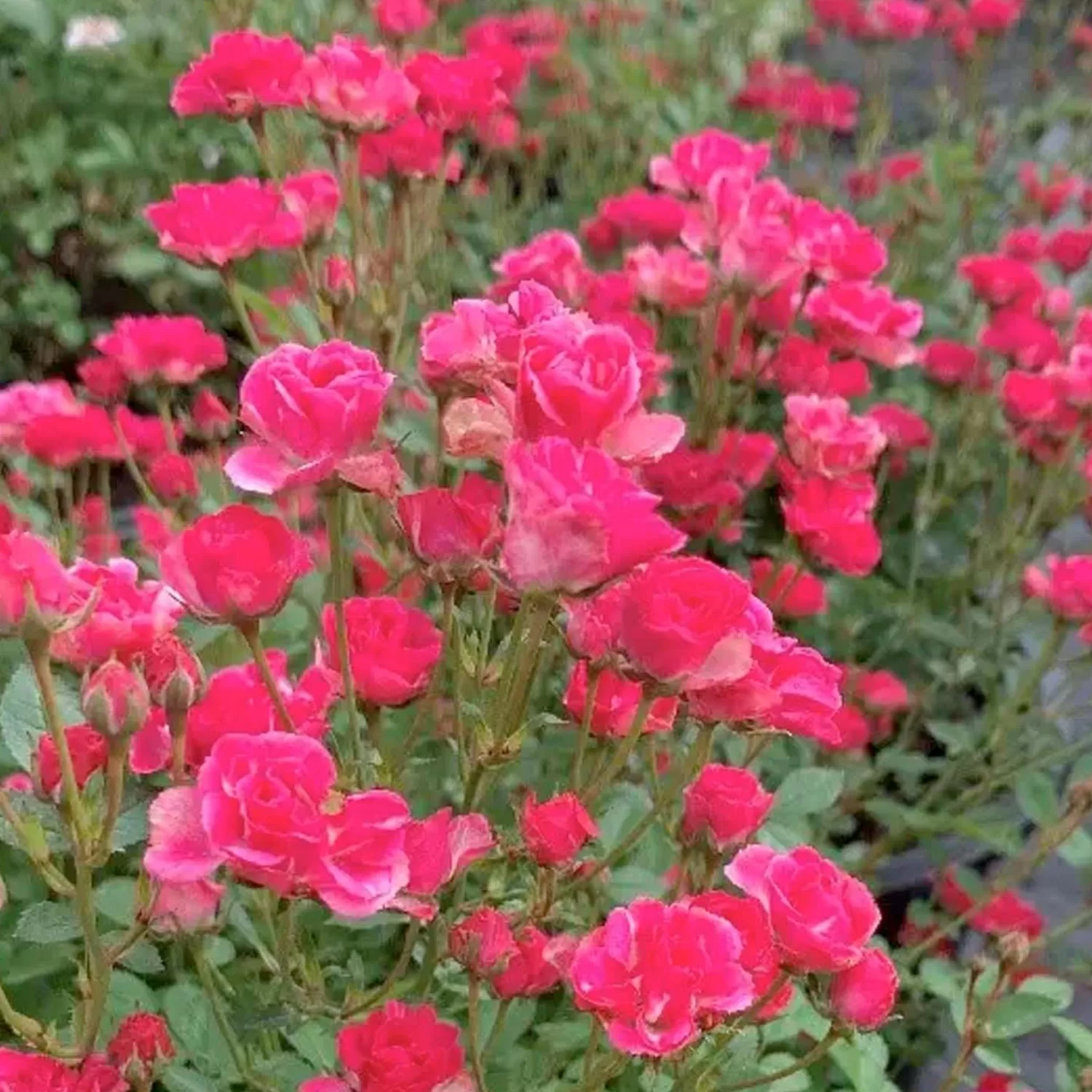 Pink Tumbleweed - 3 Gallon>Roger's Gardens Outlet