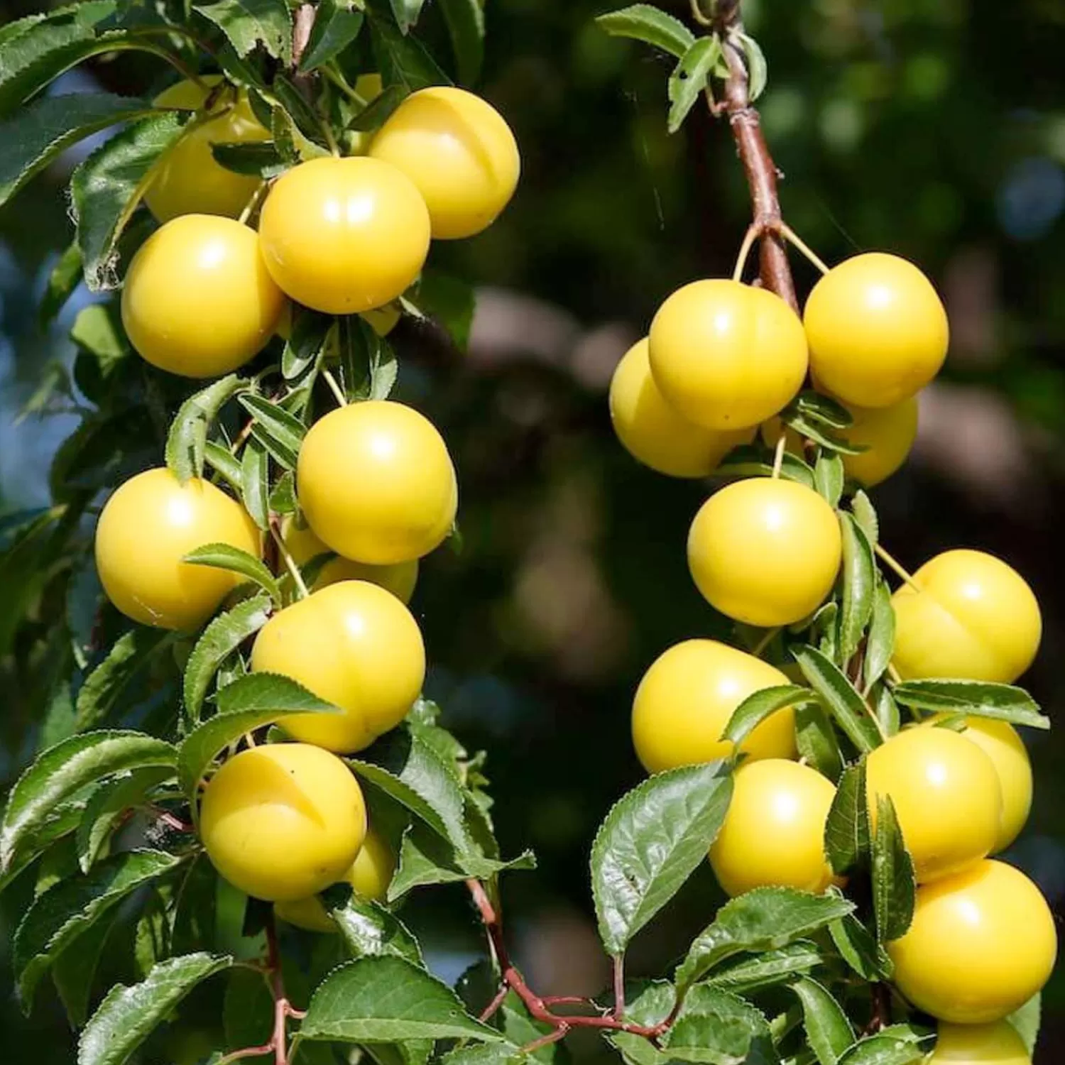 Plum 'Golden Nectar' - Std.Root - #5 Gallon>Roger's Gardens Hot