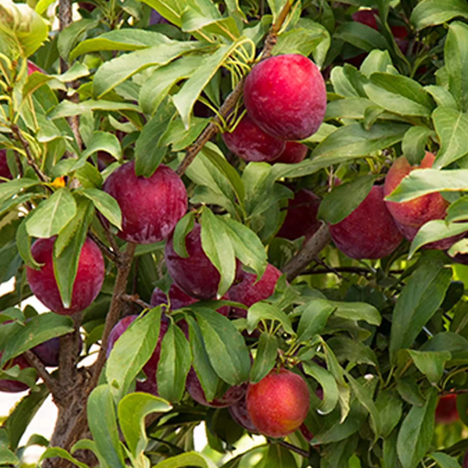 Plum 'santa Rosa' - Santa Rosa Plum - 10 Gallon>Roger's Gardens Best