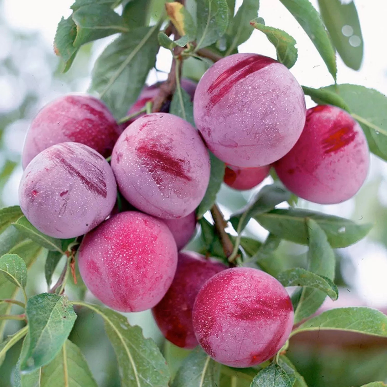 Plum 'santa Rosa' - Std.Root - #5 Gallon>Roger's Gardens Store