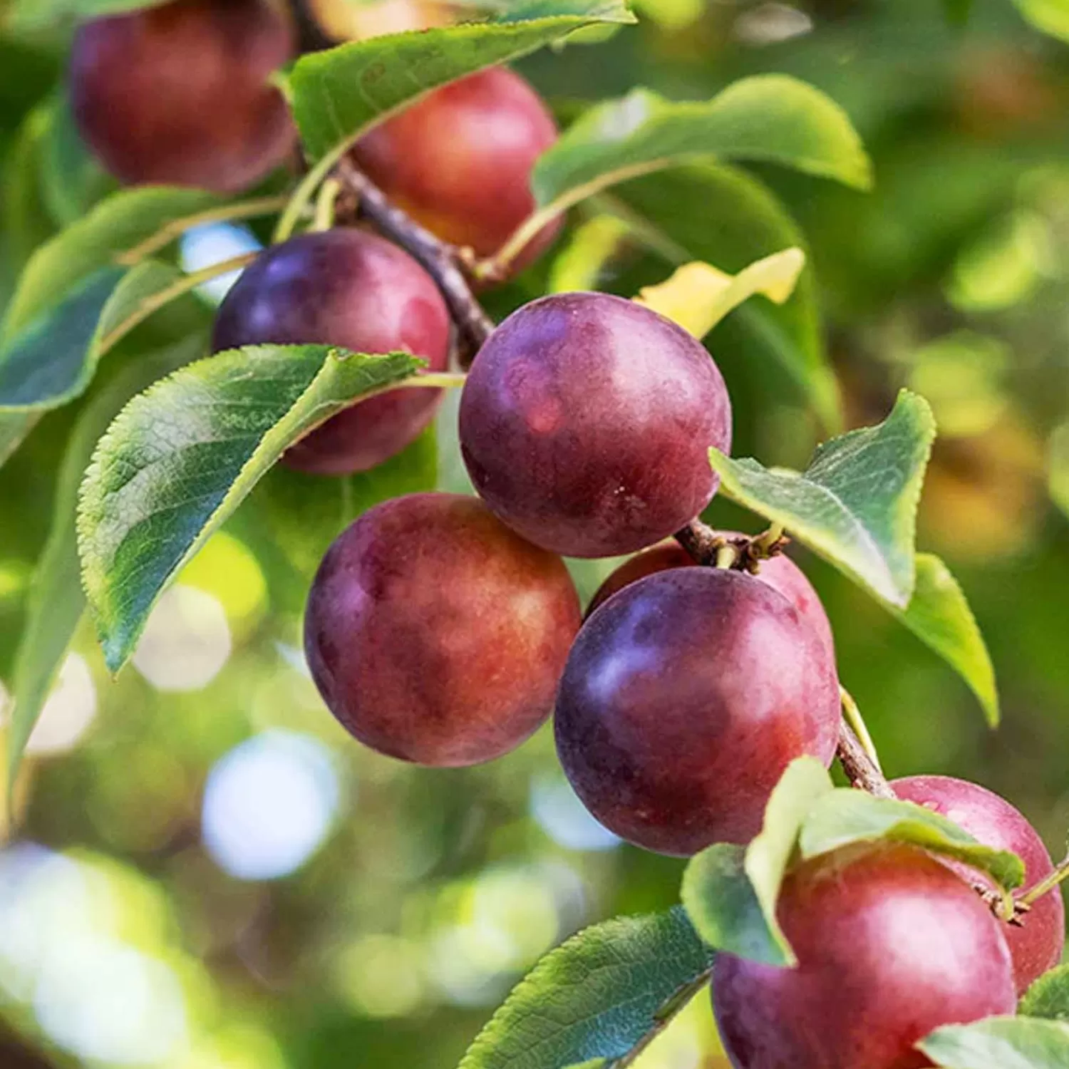 Plum 'satsuma' - Semi-Dwarf - #15 Gallon>Roger's Gardens Store