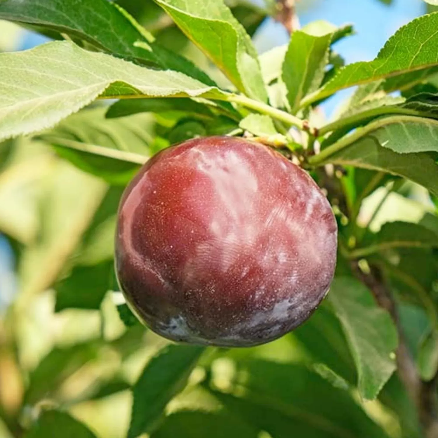 Plum 'Weeping Santa Rosa Plum' - #15 Gallon>Roger's Gardens Hot