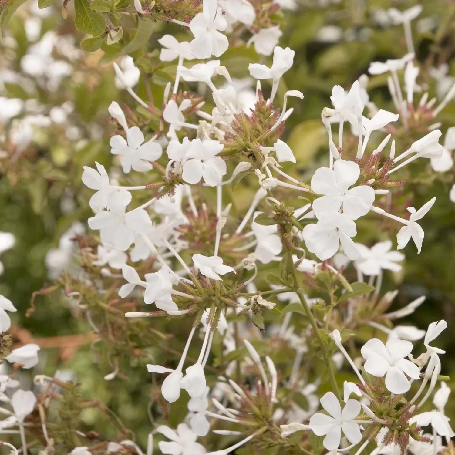 Plumbago Auric. 'White Cape'® - White Cape Plumbago - 1 Gallon>Roger's Gardens Flash Sale