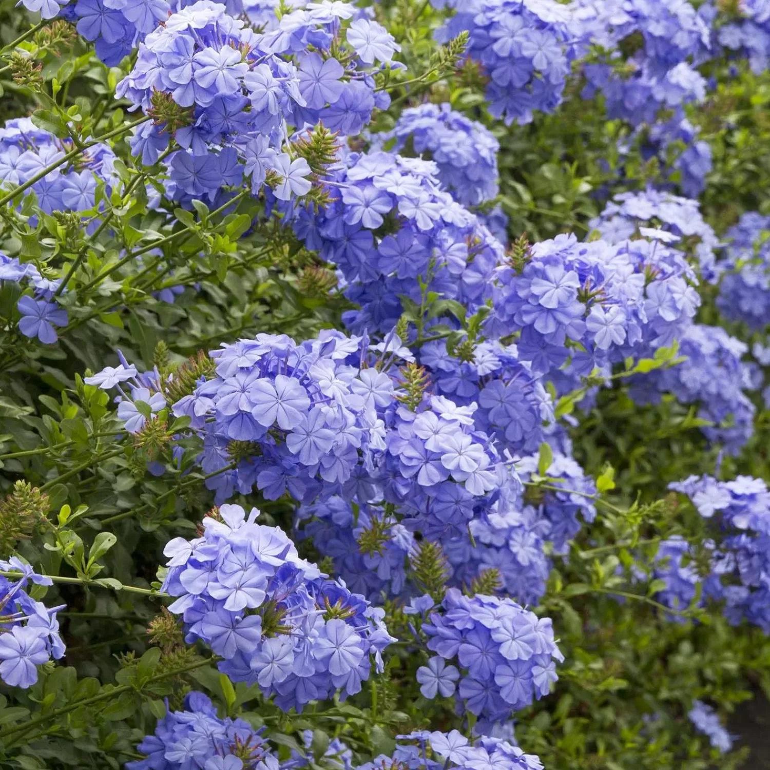 Plumbago 'Royal Cape'® - Royal Cape Plumbago - 1 Gallon>Roger's Gardens Flash Sale