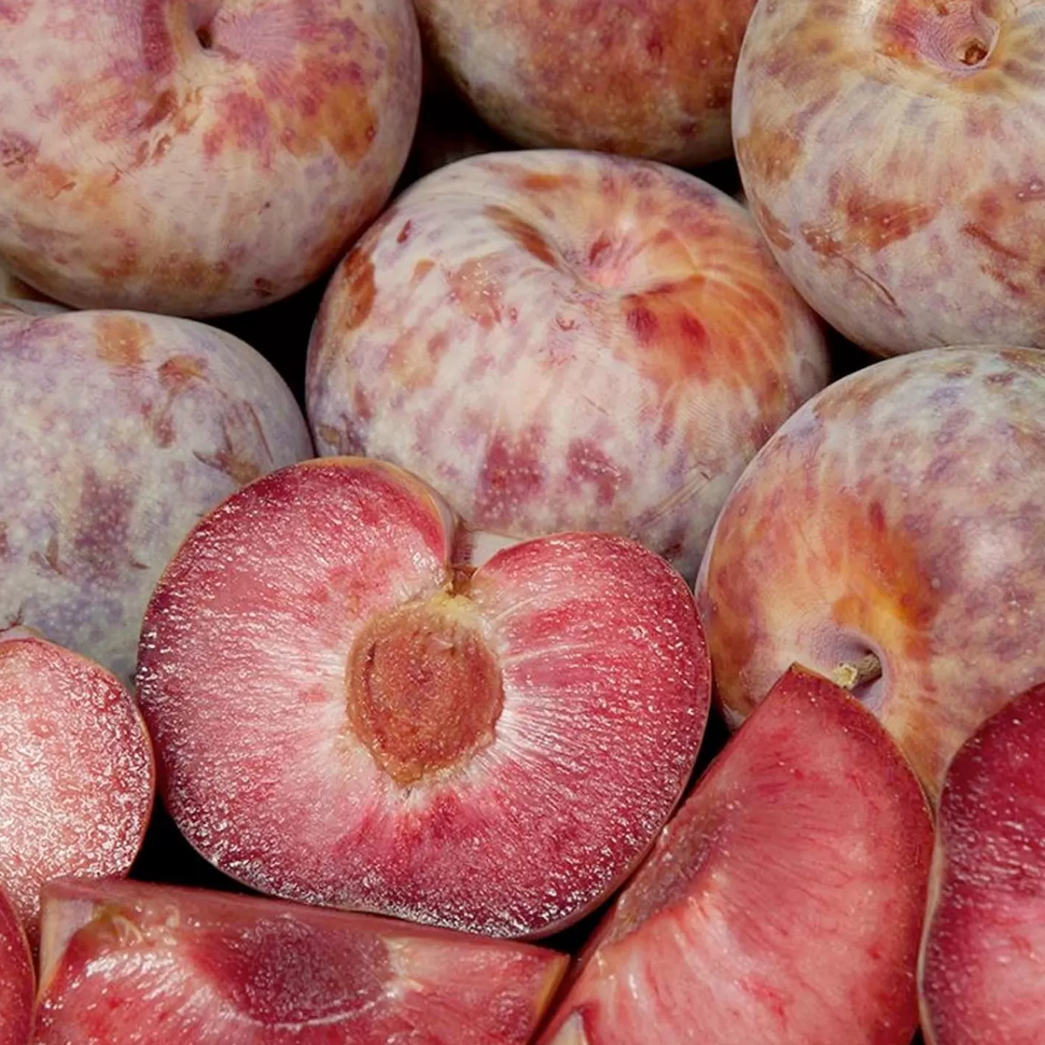 Pluot 'Dapple Dandy' - Semi-Dwarf - #5 Gallon>Roger's Gardens Sale