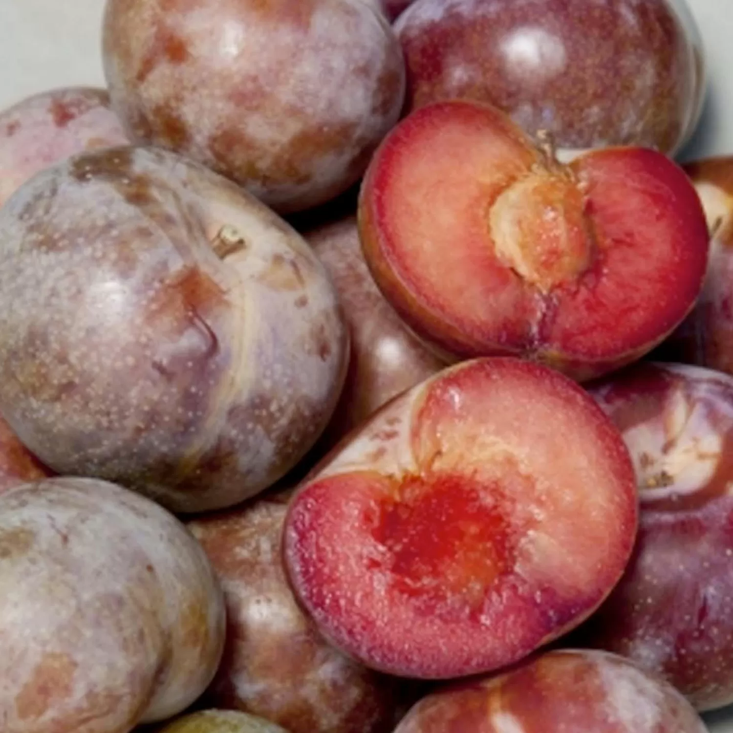 Pluot 'Dapple Supreme' - Semi-Dwarf - #5 Gallon>Roger's Gardens Cheap