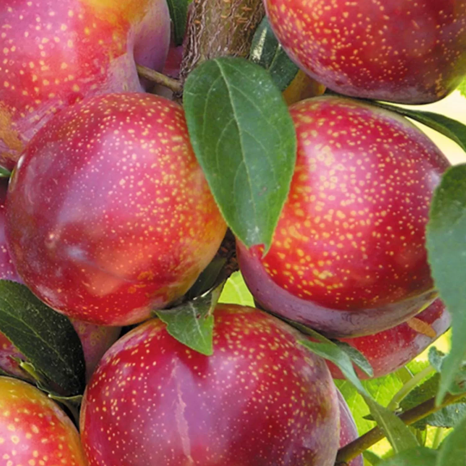 Pluot 'Flavor King' - Semi-Dwarf - #5 Gallon>Roger's Gardens Flash Sale