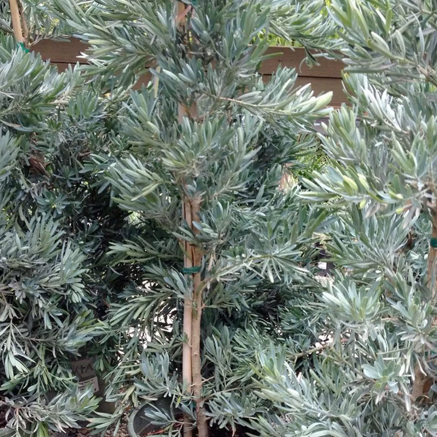 Podocarpus 'Icee Blue'® - Icee Blue Yellow-Wood - 15 Gallon>Roger's Gardens New