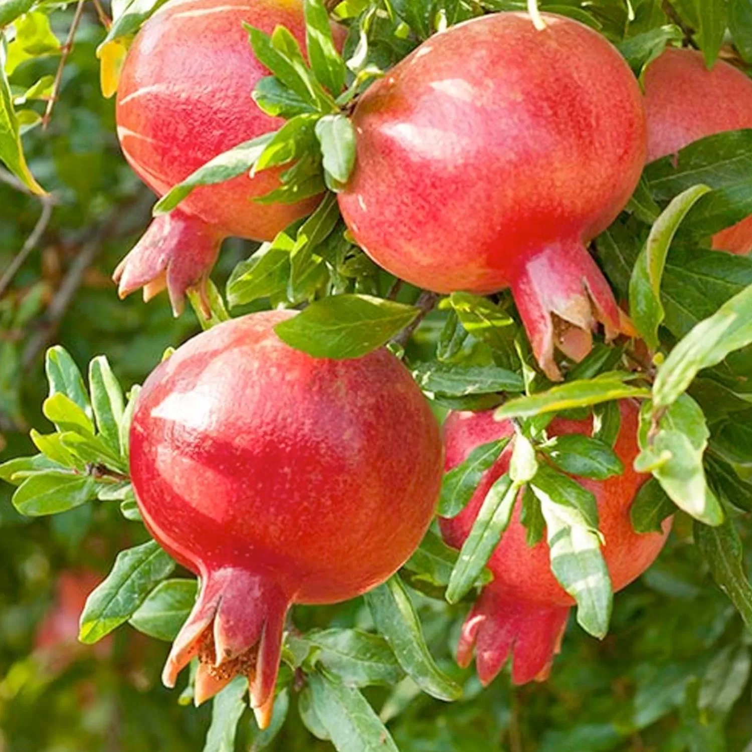 Pomegranate 'Punica Parfianka' - #5 Gallon>Roger's Gardens Fashion