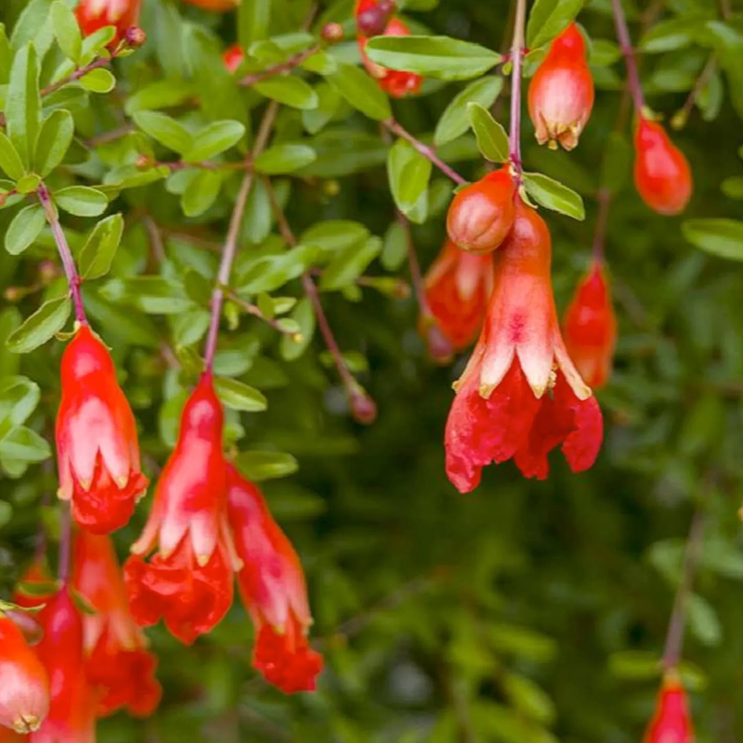 Pomegranite 'Nana' - Dwarf Pomegranate - 1 Gallon>Roger's Gardens Discount