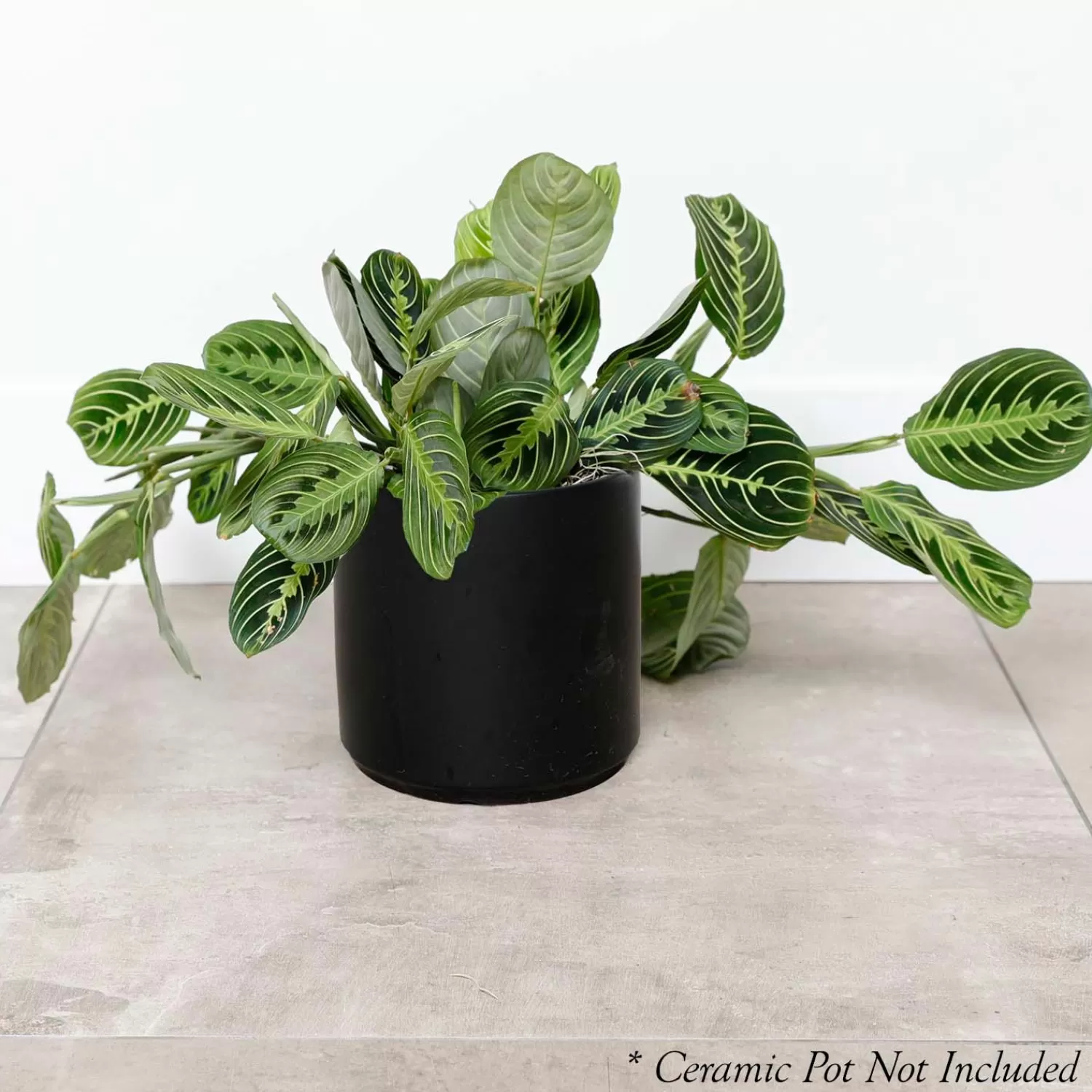 Prayer Plant - Maranta 'Lemon Lime' - 6In>Roger's Gardens Outlet