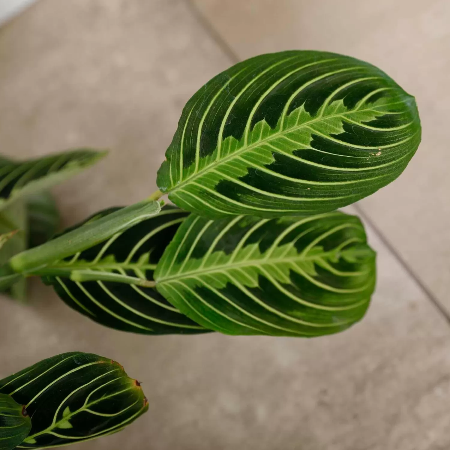 Prayer Plant - Maranta 'Lemon Lime' - 6In>Roger's Gardens Outlet