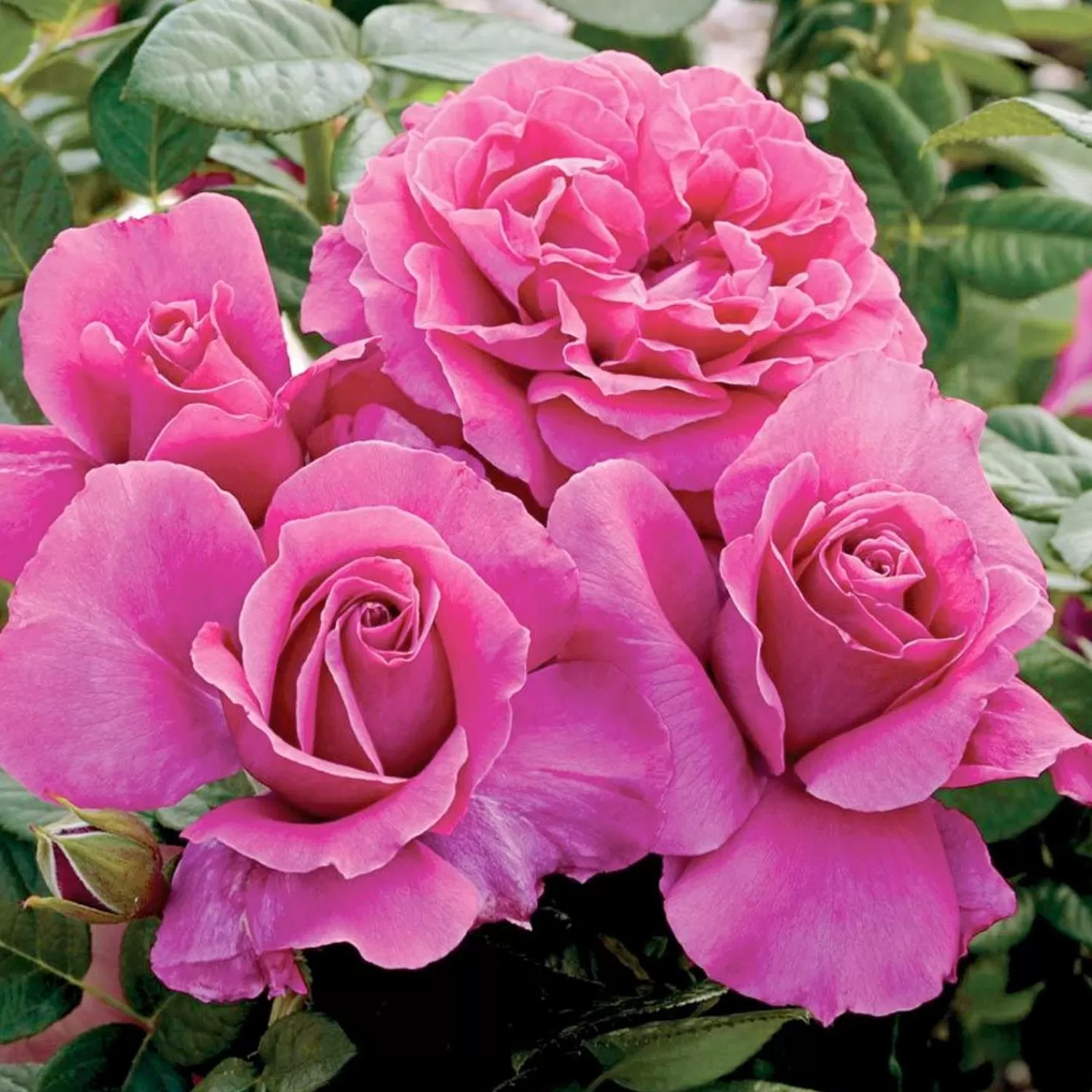 Pretty Lady Rose - 5 Gallon>Roger's Gardens Online