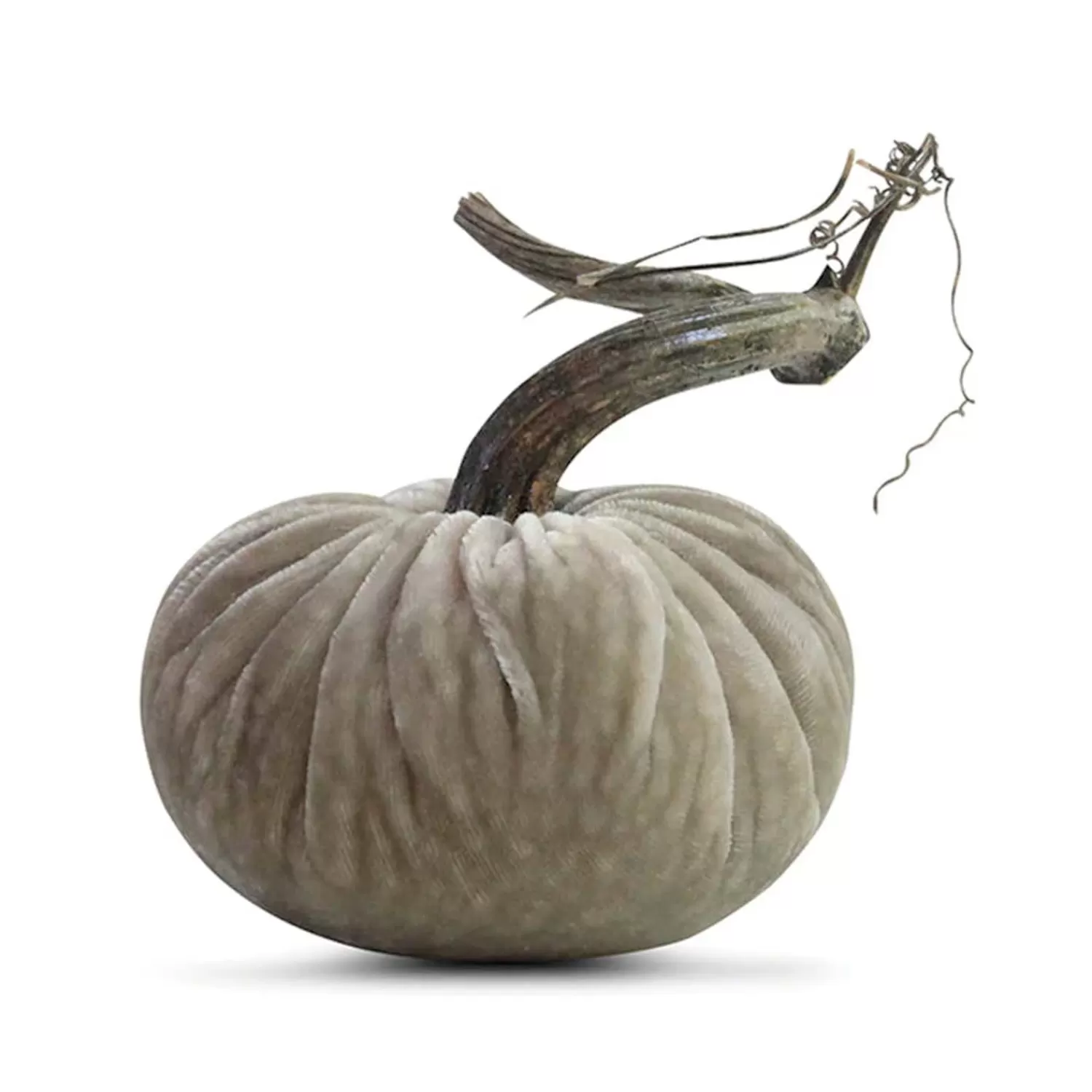 Putty Velvet Pumpkin - 6" Tall To 13" Tall>Roger's Gardens Best