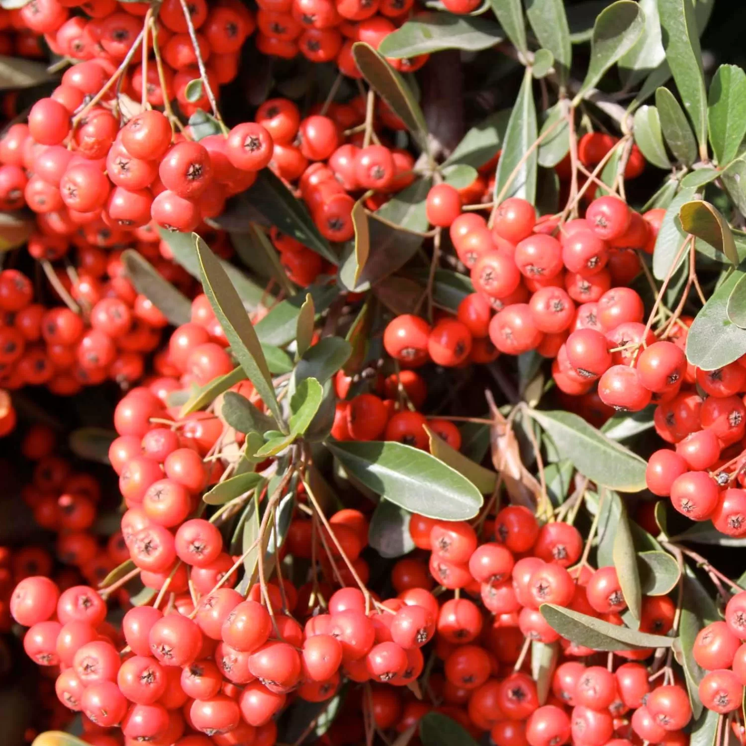 Pyracantha Koidzumii 'Victory' - Victory Pyracantha - 5 Gallon>Roger's Gardens Cheap