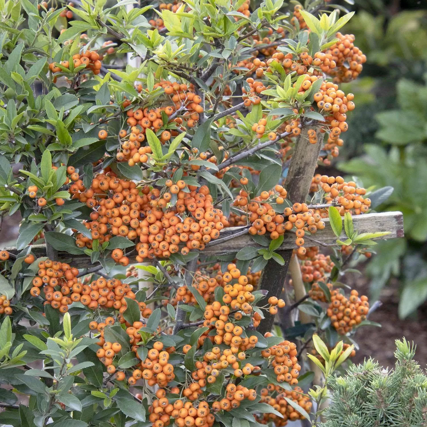 Pyracantha 'Yukon Belle'® - Pyracantha - Espalier - 5 Gallon>Roger's Gardens Fashion