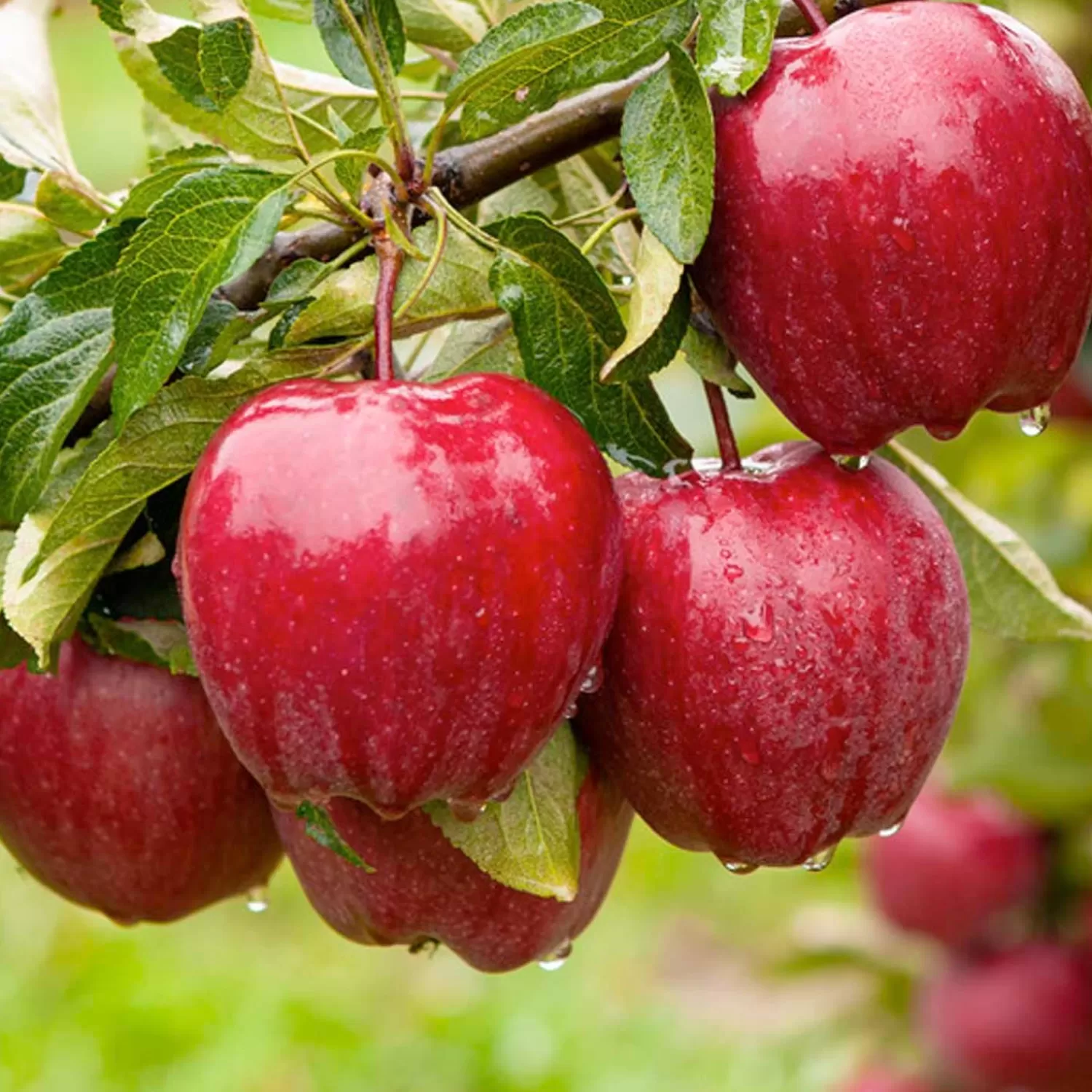 Red Delicious Apple - Tree - 10 Gallon>Roger's Gardens Online