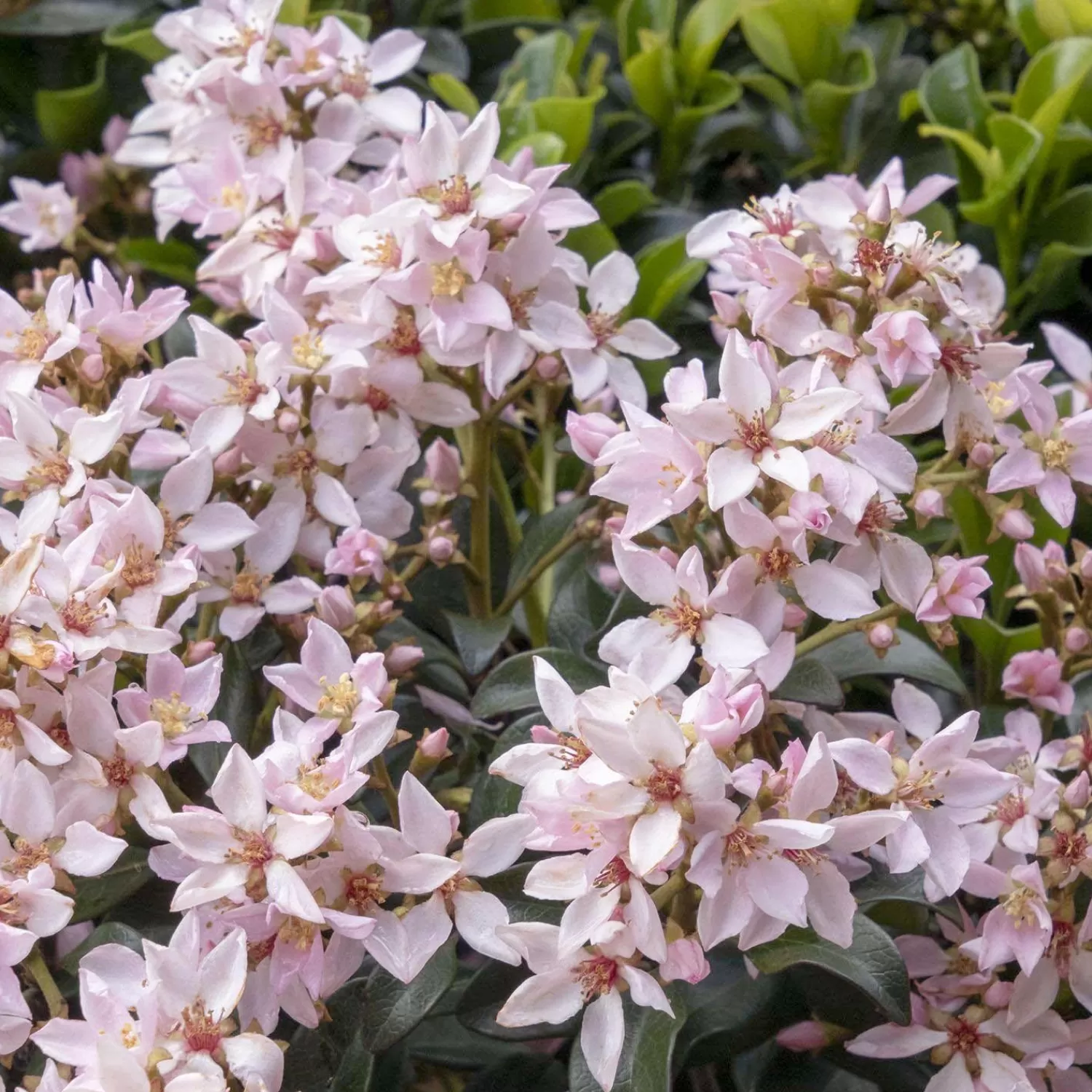 Rhaphiolepis 'Ballerina' - Ballerina Indian Hawthorn - 2 Gallon>Roger's Gardens Store