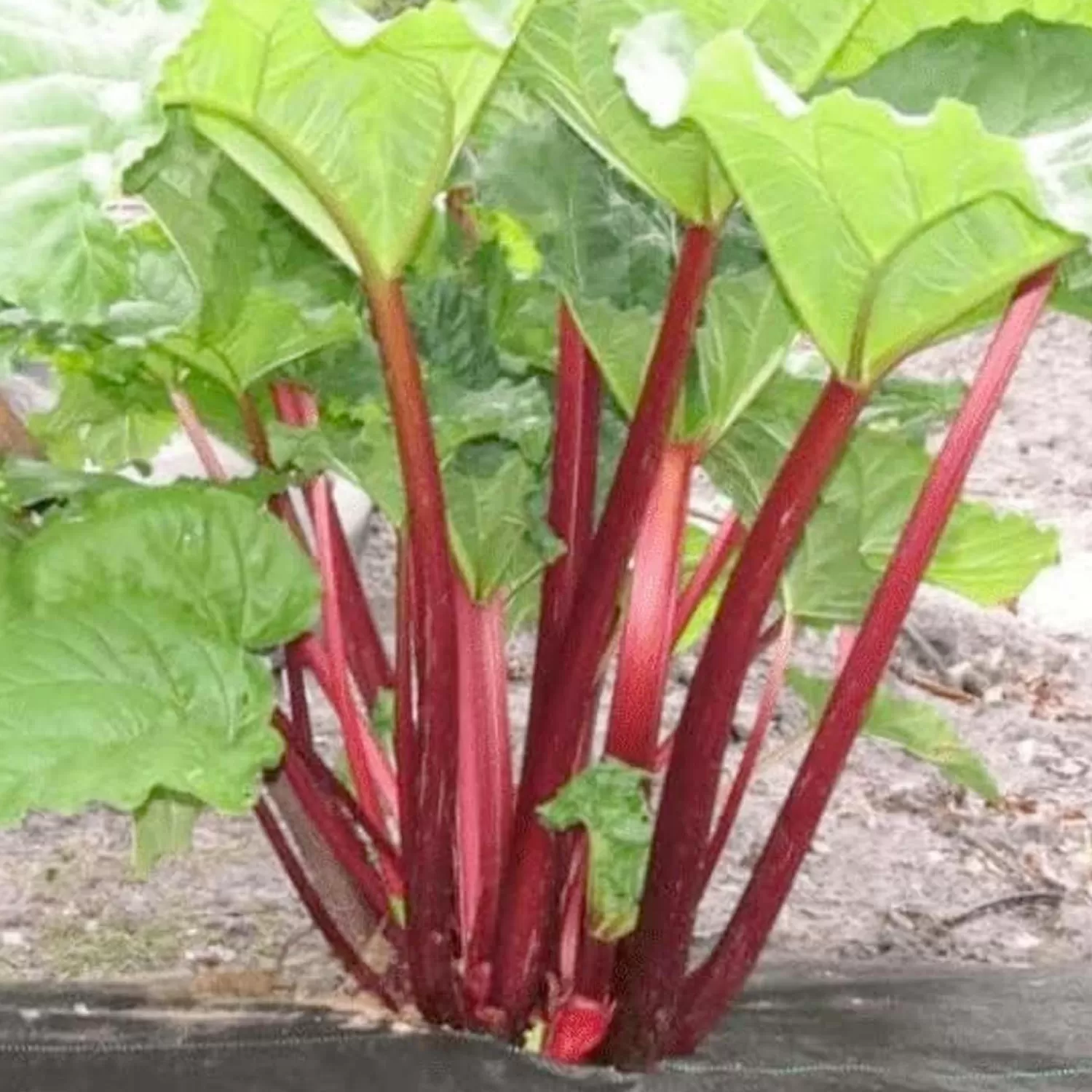 Rhubarb 'Cherry Victoria' - #1 Gallon>Roger's Gardens Cheap