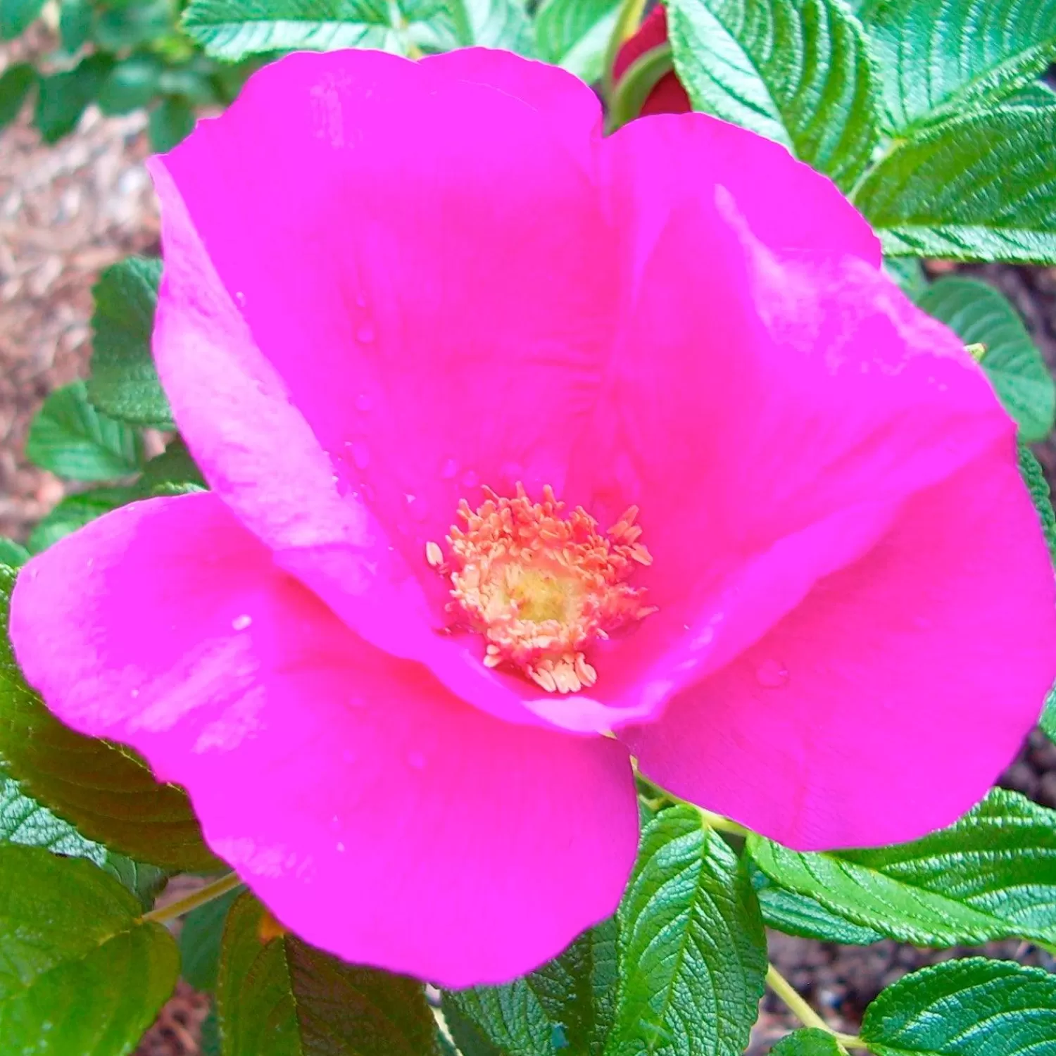 Rosa Rugosa - 5 Gallon>Roger's Gardens New