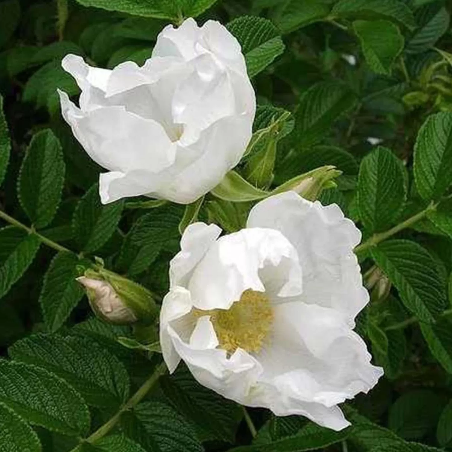 Rosa Rugosa Alba - 5 Gallon>Roger's Gardens Best