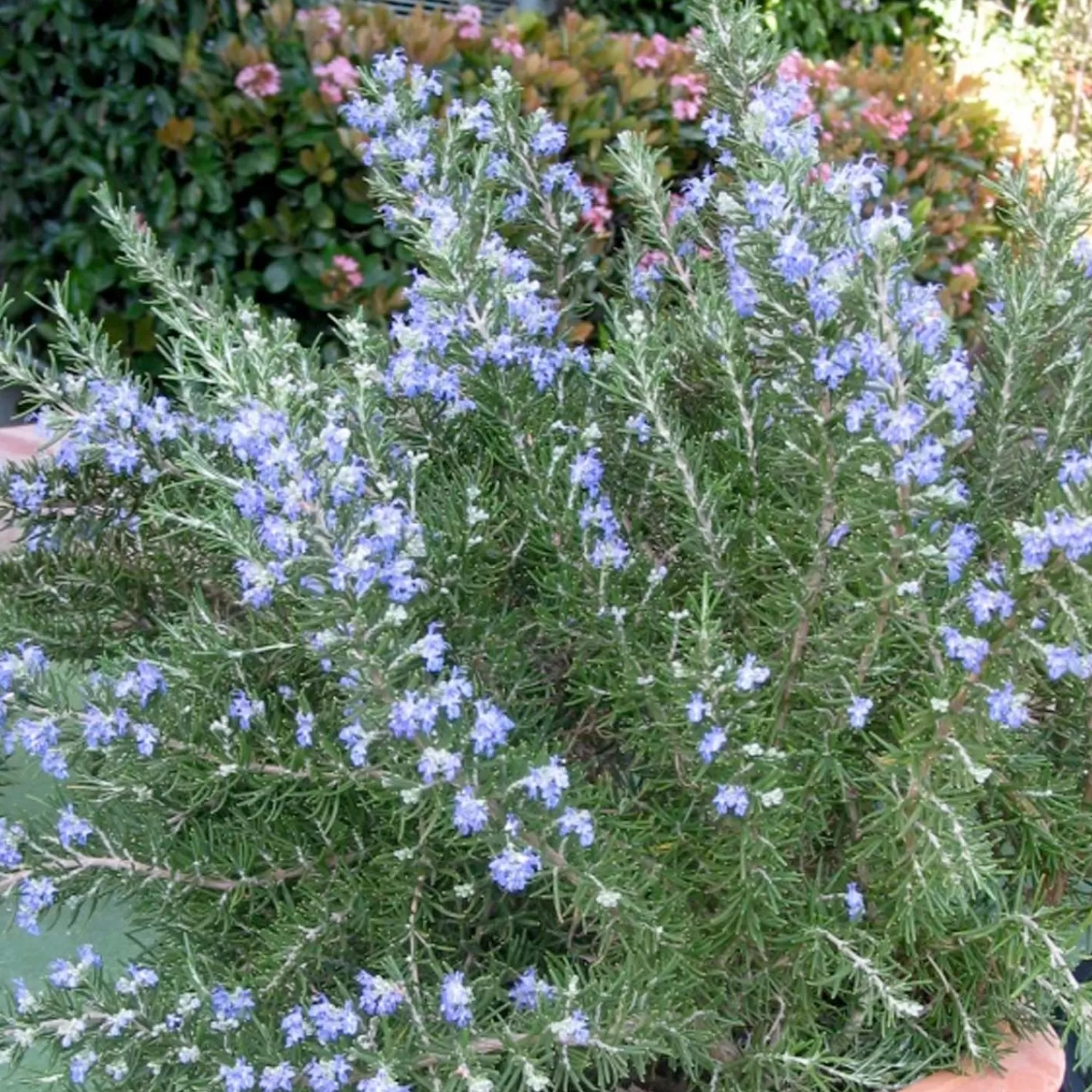 Rosmarinus 'Roman Beauty' Pp - Roman Beauty Rosemary - 1 Gallon>Roger's Gardens Best Sale