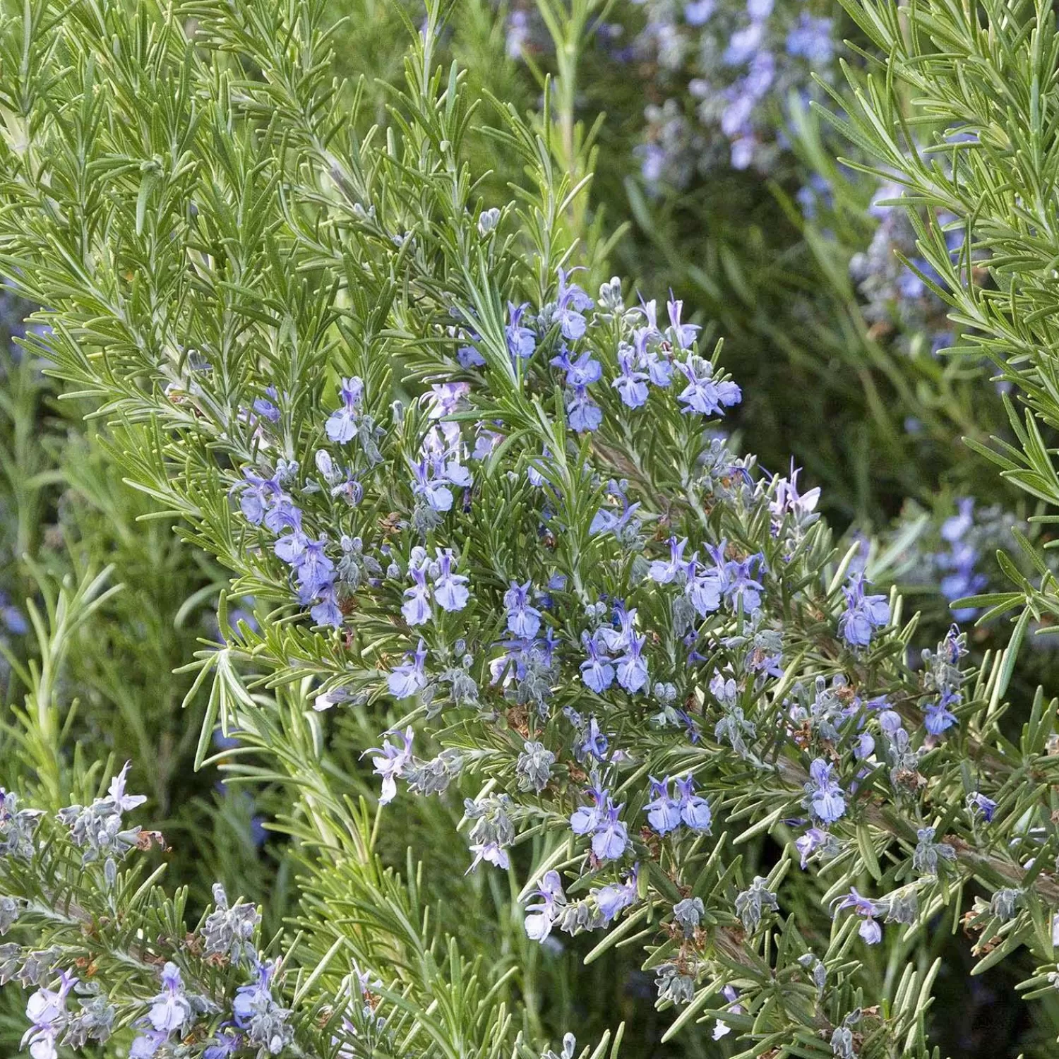 Rosmarinus 'Tuscan Blue' - Tuscan Blue Rosemary - 5 Gallon>Roger's Gardens Sale