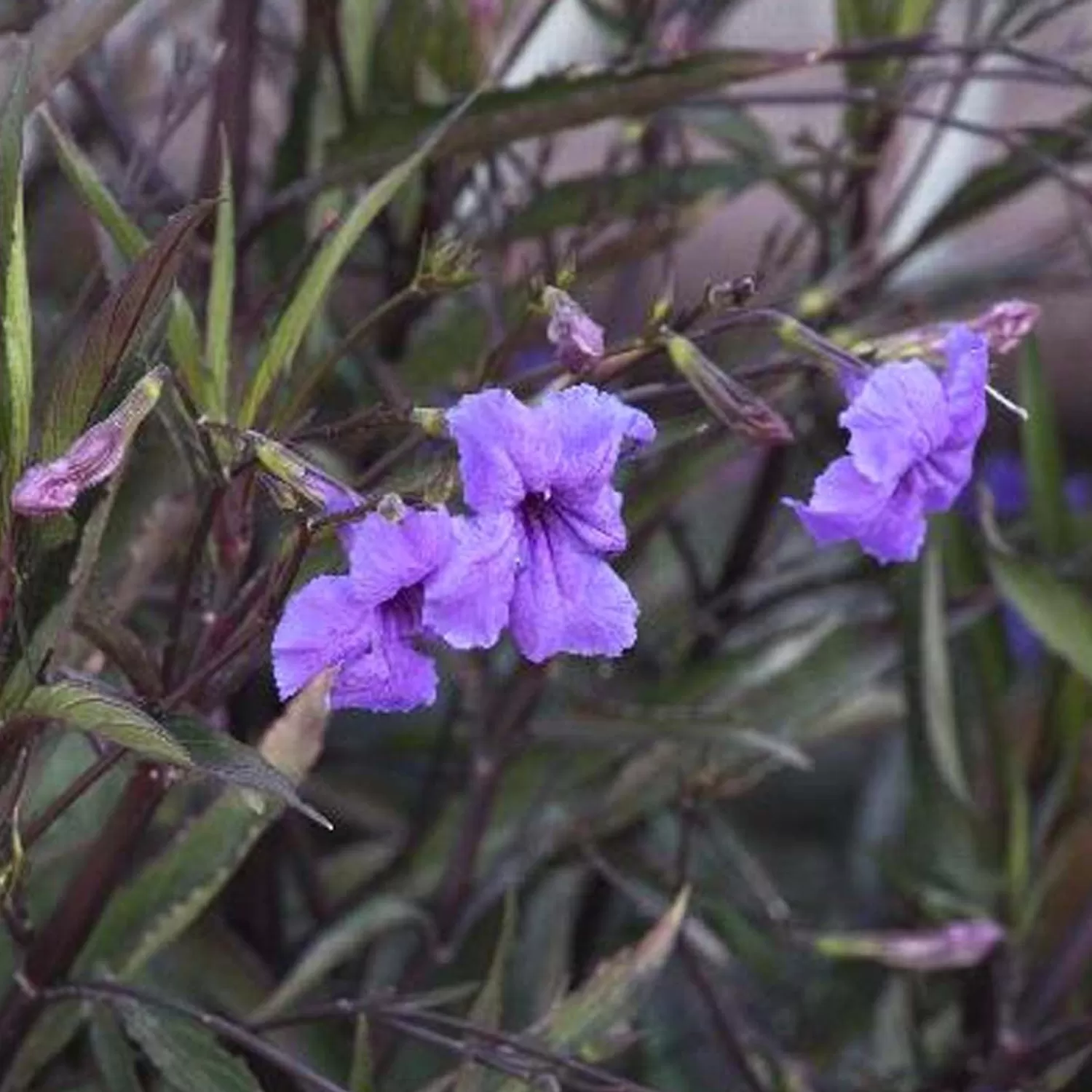 Ruellia Brittoniana - Mexican Petunia - 2 Gallon>Roger's Gardens Best Sale