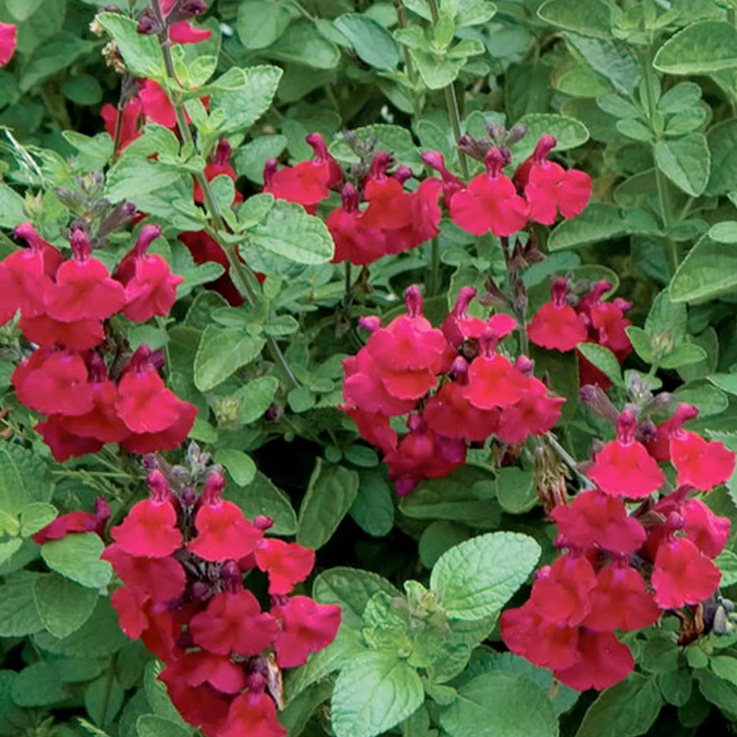 Salvia 'Heatwave Blaze' Pp - Autumn Sage - 1 Gallon>Roger's Gardens New