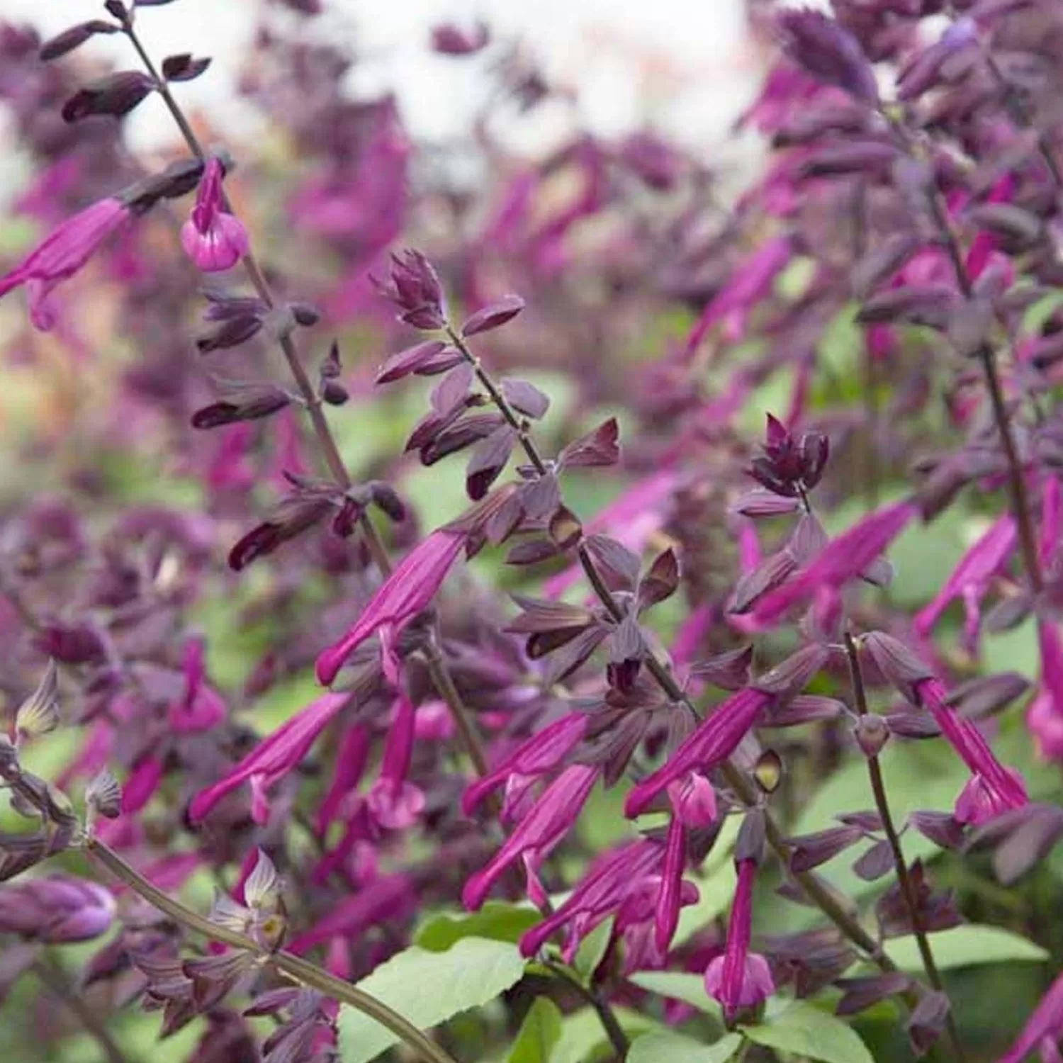 Salvia 'Love And Wishes'>Roger's Gardens Cheap